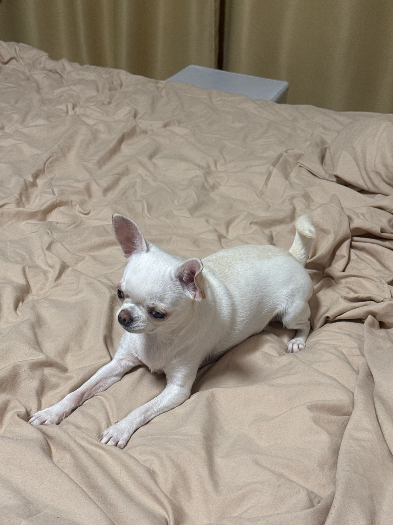 A white Chihuahua dog is lying on a creased beige bed in an indoor setting. The dog is positioned in the center of the frame, facing left with its head slightly tilted down. Its front legs are extended forward, resting on the bedspread. The background consists of beige curtains and a glimpse of a light-colored object, possibly furniture, on the right side. The lighting is soft and appears to be coming from the side, casting shadows on the bed. The overall impression is one of a relaxed pet in a domestic environment.