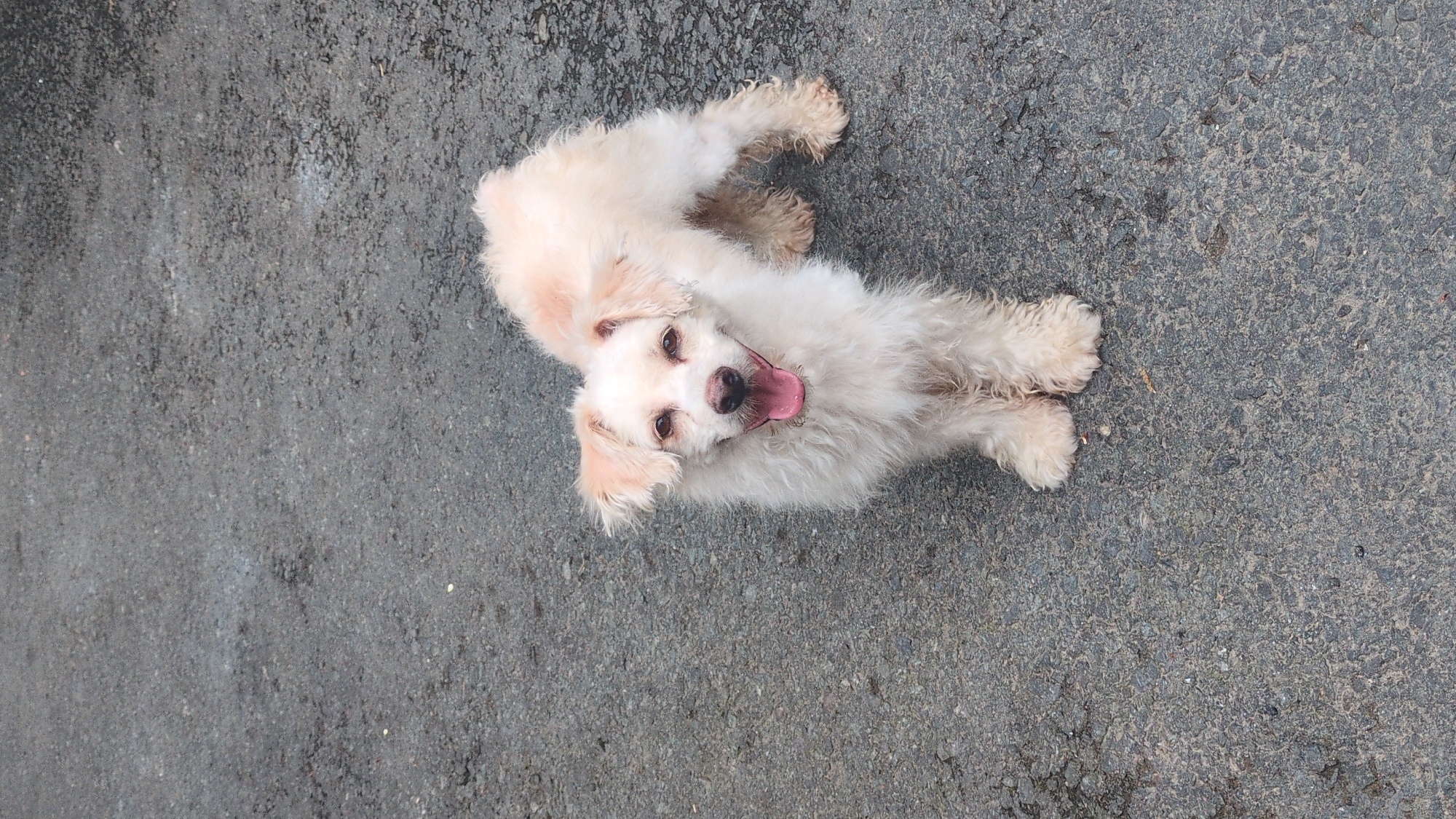 A white, fluffy dog lies on a gray concrete surface, possibly a sidewalk or road. The dog is looking directly at the camera, its mouth open with its tongue visible. The dog appears to be small-to-medium in size, with curly, cream-colored fur. The location is unknown and cannot be determined from the provided image. No people are visible in the image.