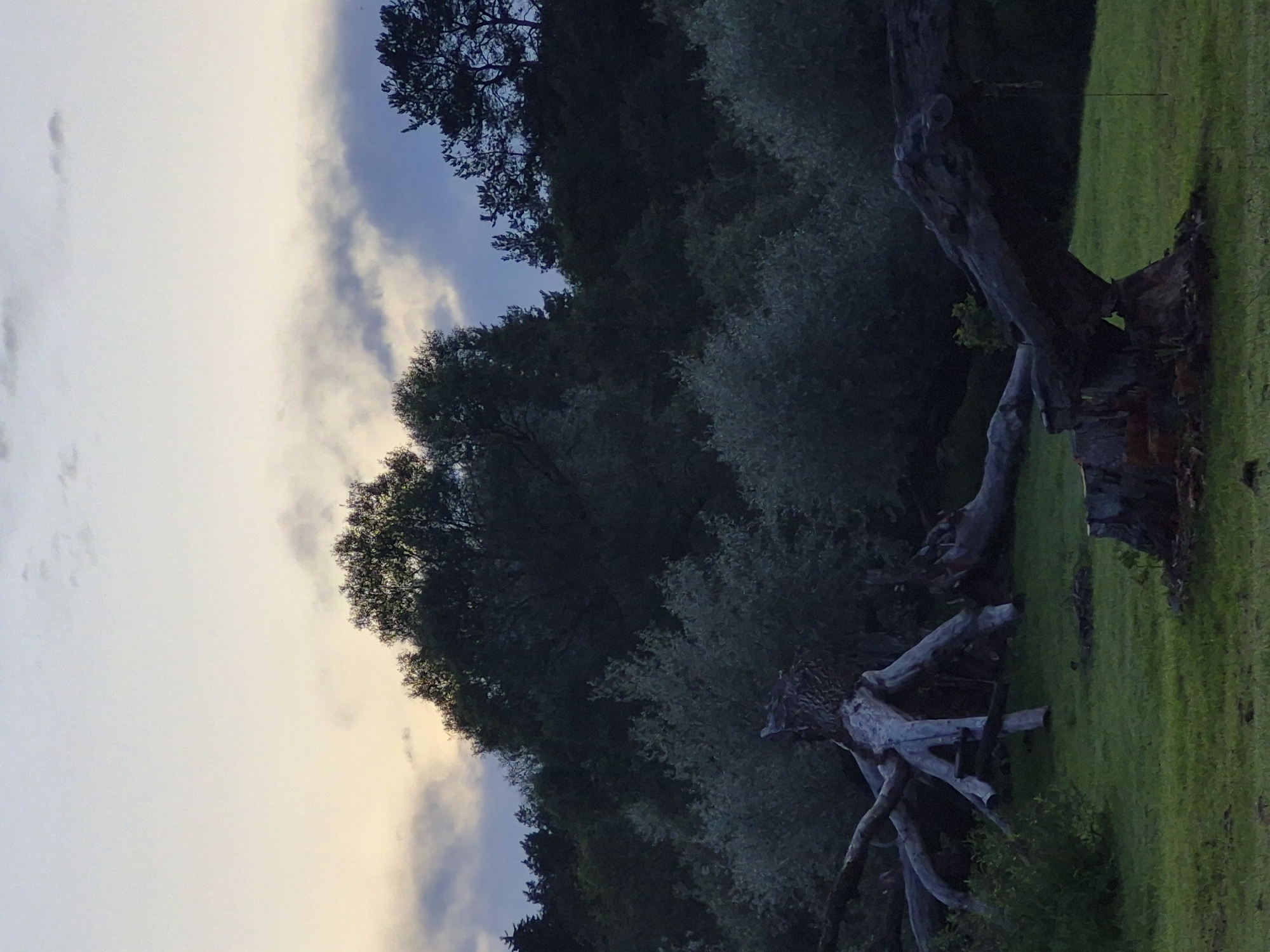 The image depicts a fallen tree in a grassy area, likely a park or meadow, with a dense forest in the background. The sky above is a pale blue with some wispy clouds, suggesting either dawn or dusk. The tree, uprooted and lying on its side, has a prominent root system exposed, appearing gnarled and aged. The trunk is thick and weathered, with a substantial stump still visible in the foreground. The forest behind is a mix of deciduous and coniferous trees, appearing dark and shadowed. The overall scene is serene and natural, evoking a sense of peaceful decay. No people are visible in the image.