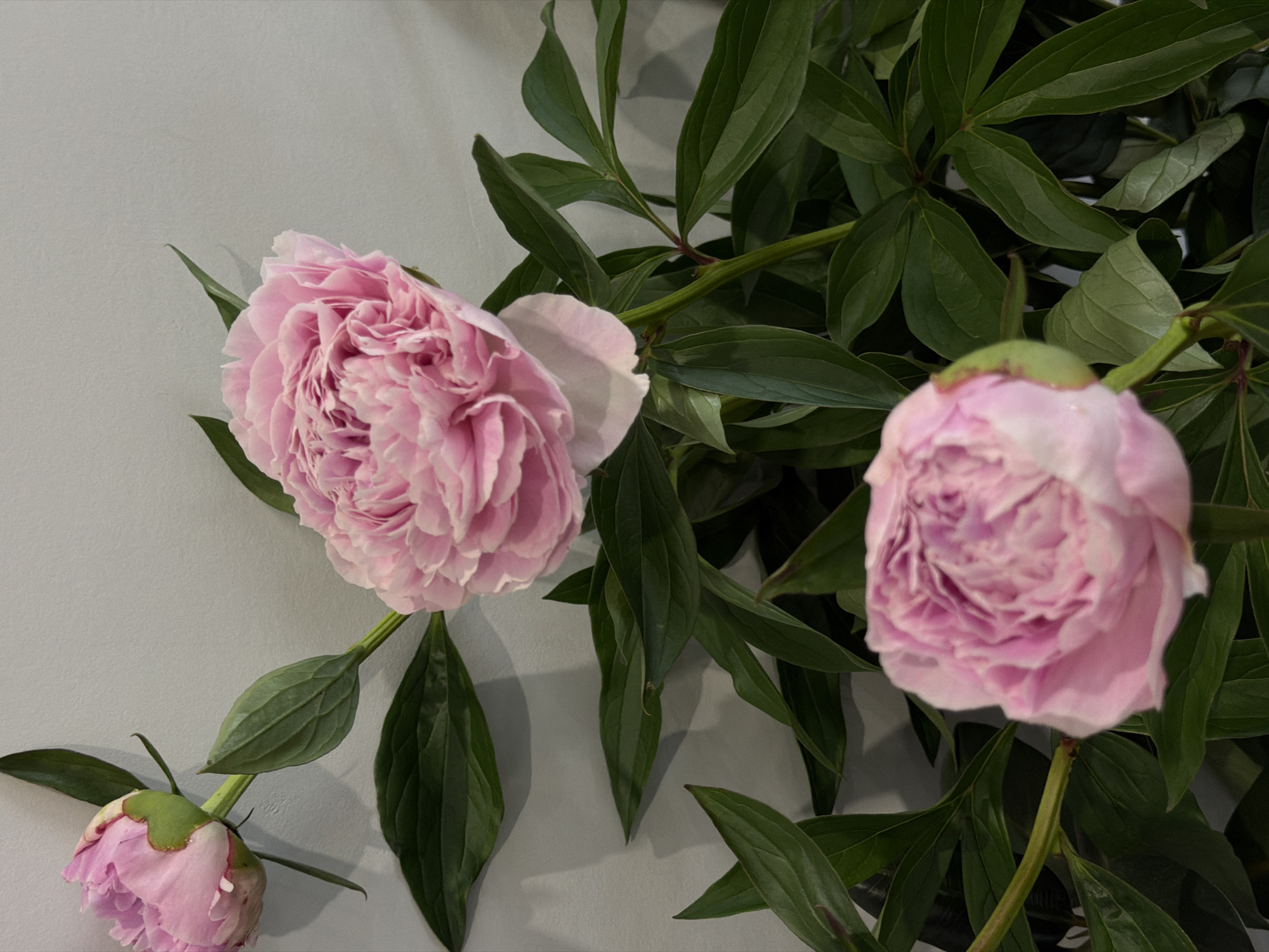 A close-up, eye-level shot shows three partially bloomed pink peonies against a light grey wall. The flowers are vibrant with many delicate petals. Dark green leaves with visible veins surround the stems. The lighting creates soft shadows on the wall, suggesting an indoor setting. The image does not contain any identifiable landmarks to associate it with Chaikovsky, Russia, or any other specific city.