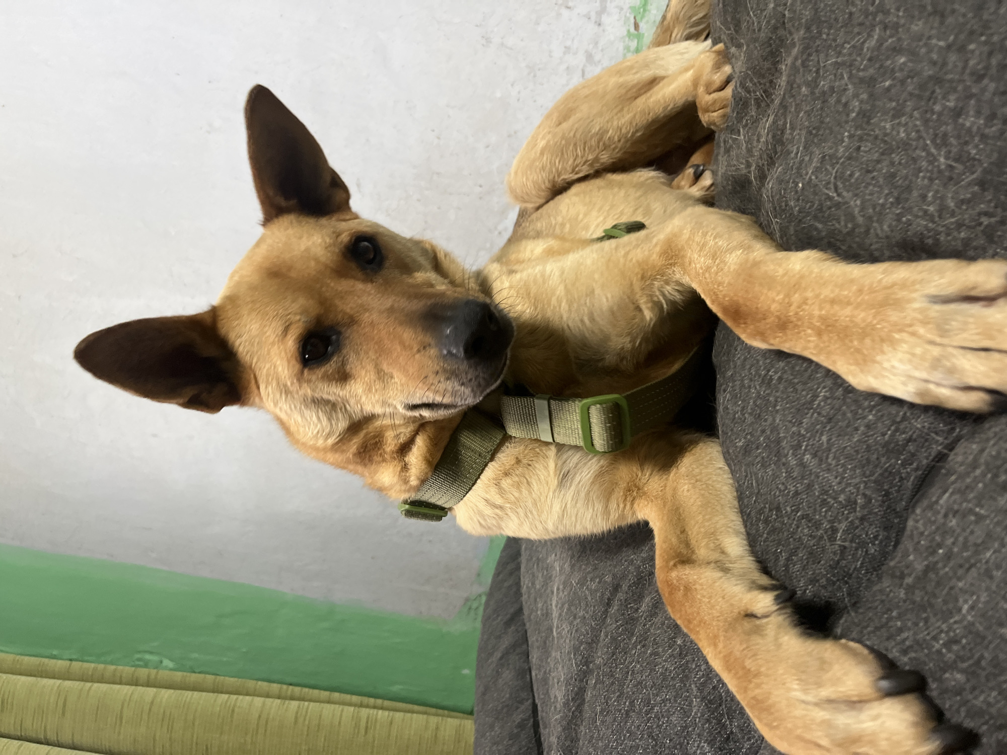 A medium-sized, light brown dog with dark brown ears is lying on a dark gray textured surface, likely a couch or bed. The dog is wearing a green collar. The background consists of a wall with a textured, light-colored surface and a partially visible green curtain on the left. The lighting suggests an indoor setting. There are no people visible in the image, and no specific location in Nizhny Tagil, Russia can be determined from the visual information.