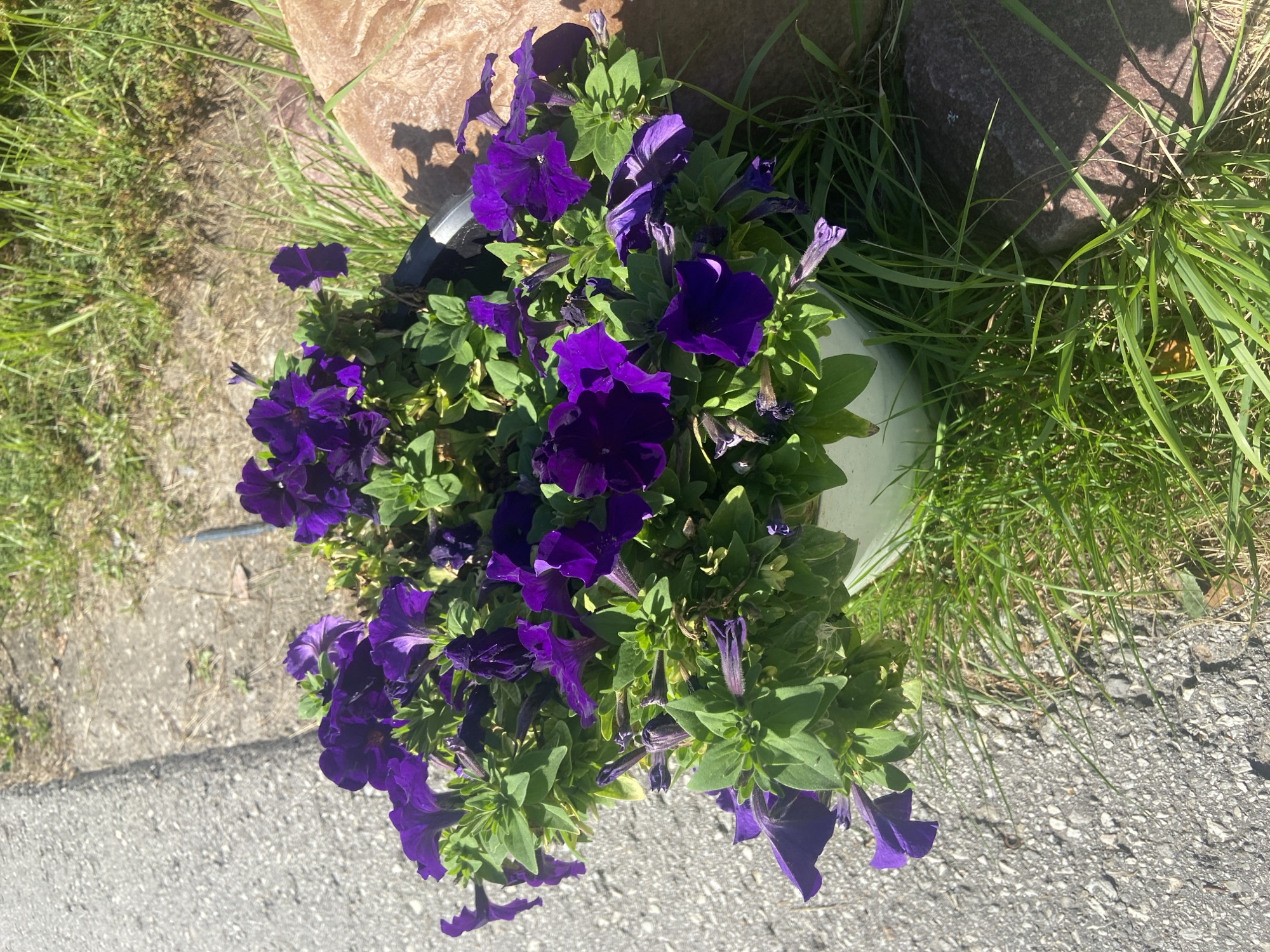 A pot of vibrant purple petunias sits on the edge of a paved surface, likely a sidewalk or road. Lush green grass surrounds the pot and a large, rough-textured rock with a reddish-brown hue. The scene is bathed in sunlight, casting distinct shadows. No people are present. The image captures a small, naturalistic display in an urban setting. The location in Chulis, Russia is not determinable from the visual information provided.