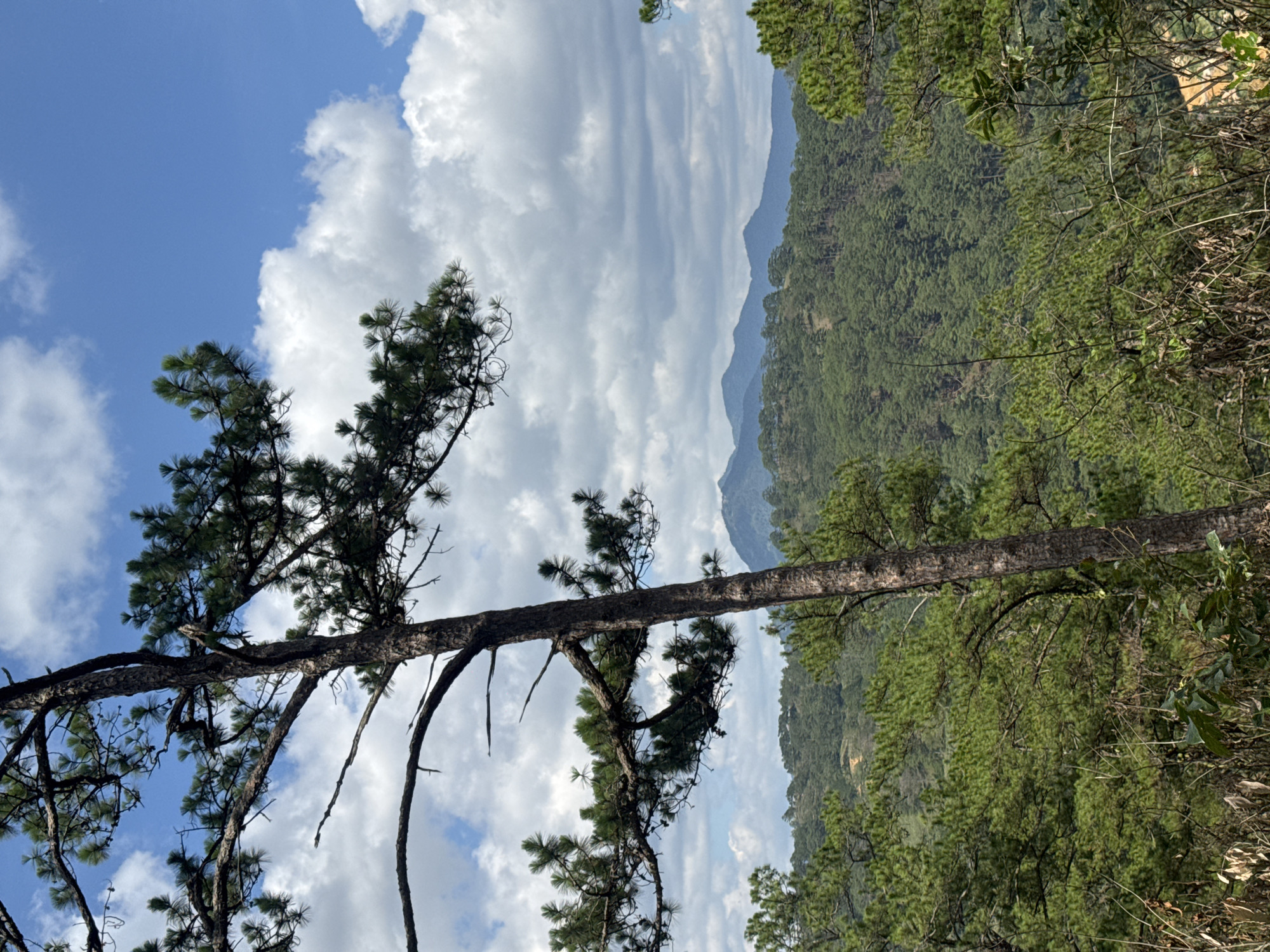 The image captures a view from a hillside location in Păng Tiêng 1, Vietnam. A pine tree, partially framing the left side of the shot, has a noticeably horizontal trunk. In the background, a dense evergreen forest covers the hillsides, creating a layered landscape. Distant mountain ranges are visible in the background. The sky is filled with fluffy white clouds against a blue backdrop. The weather appears to be clear and sunny. No people are visible in the image.