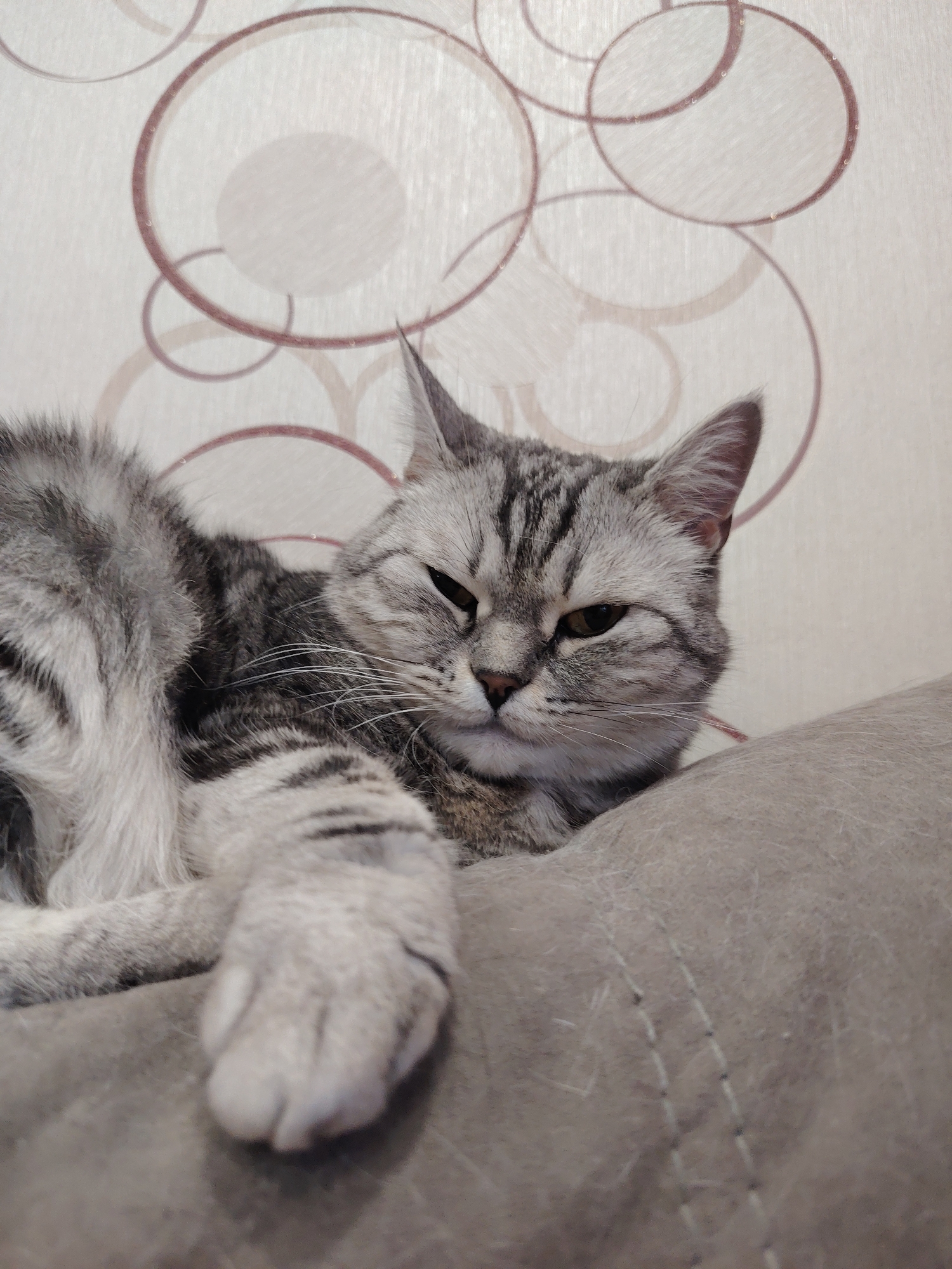 A close-up shot captures a tabby cat lounging on a soft, textured surface. The cat is grey with distinct black stripes and a white chest and paws. Its eyes are partially closed, giving it a sleepy or content expression. One of its front paws is extended forward, resting on the surface.
The background features wallpaper with a subtle pattern of overlapping circles in shades of light pink and beige. The lighting appears to be artificial, suggesting an indoor setting. The overall mood is relaxed and comfortable, focusing on the cat's peaceful repose. There is no visible text in the image.