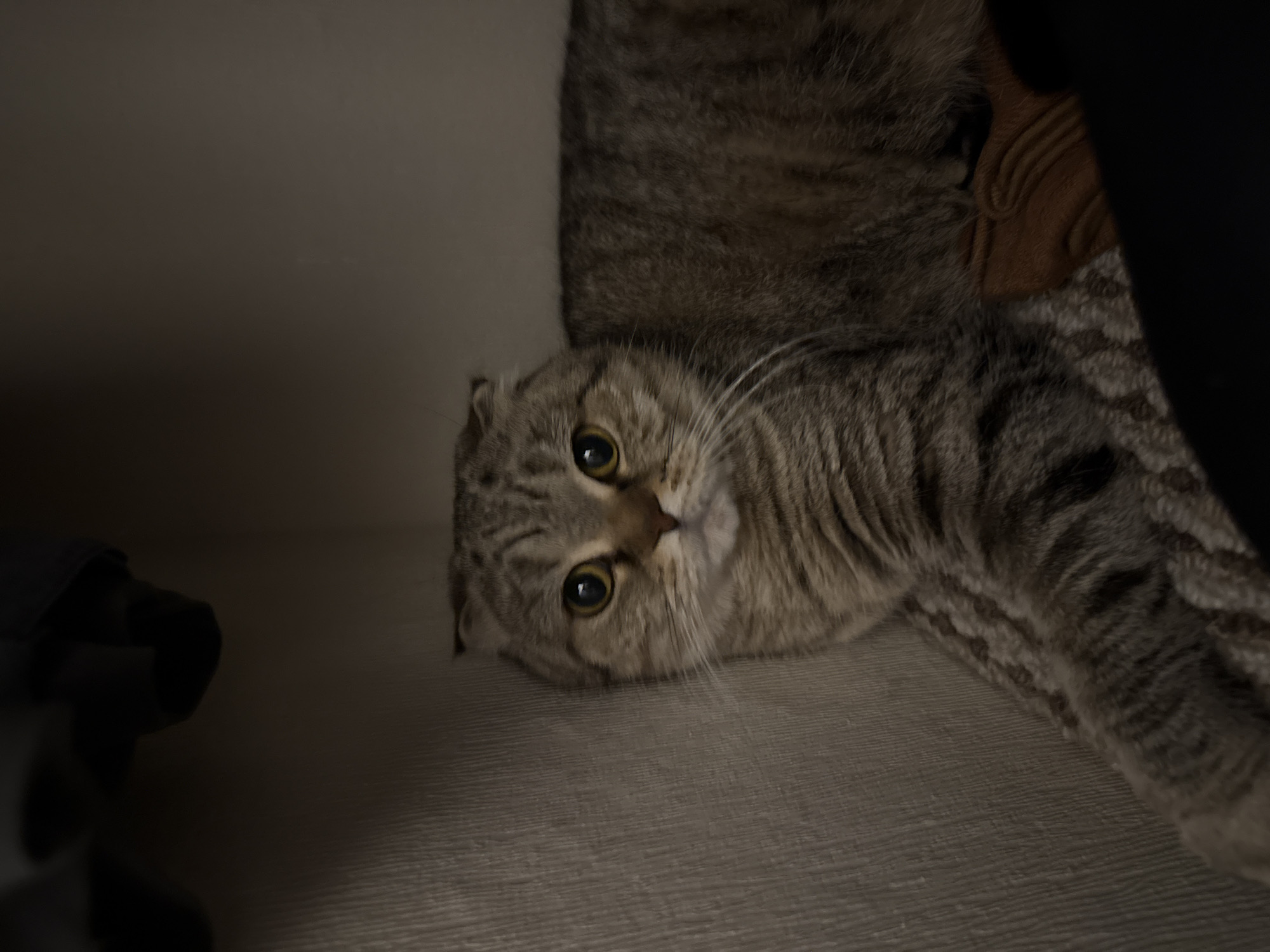 The media file captures a domestic cat, likely a Scottish Fold due to its distinctive ear shape, lying on a light-colored surface, possibly a floor or low furniture. The cat has a tabby coat, displaying a mix of gray and brown stripes and patterns. It is positioned on its side, with its head slightly tilted, and is looking directly into the camera with bright, wide, and curious eyes, suggesting an attentive or playful demeanor. Its whiskers are prominent, fanning out from its muzzle.
The setting is indoors, characterized by dim, soft lighting that creates an intimate atmosphere. The surface the cat is resting on appears to be a subtly textured, light gray or beige material. In the background, indistinct dark shapes suggest furniture or fabric, with a more clearly visible brown, pleated or textured object partially obscured behind the cat's body on the right side of the frame. On the far left, a dark, blurred object, possibly another piece of fabric, is present.
The activity depicted is the cat resting or observing its surroundings, possibly engaging with the photographer. The low light conditions do not allow for a precise determination of the time of day, but they suggest an evening, nighttime, or a dimly lit room. There is no visible text within the image. This scene takes place in Tobolsk, Russia.