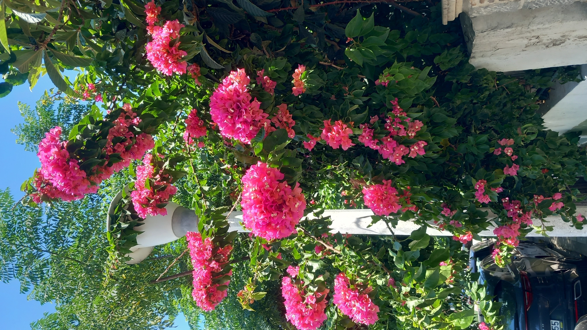 In the city of Kos, Greece, bougainvillea flowers in vibrant pink hues cascade around a white lamppost, creating a striking contrast against the lush green foliage and a clear blue sky. The flowers, clustered in abundant masses, adorn the branches of the plant, some reaching upwards towards the light, others trailing downwards. The lamppost, a functional urban element, is almost entirely enveloped by the blooming bougainvillea, its white surface peeking through the dense floral display. Behind the flowers, the verdant leaves of trees and shrubs form a rich, green backdrop. In the lower left corner, the rear of a dark-colored car is visible, with its license plate reading "55". A rough, textured concrete wall, typical of urban environments, forms the right boundary of the scene, partially obscuring a shaded pathway. The overall impression is one of a lively, sun-drenched day where nature's beauty has intertwined with the urban landscape.