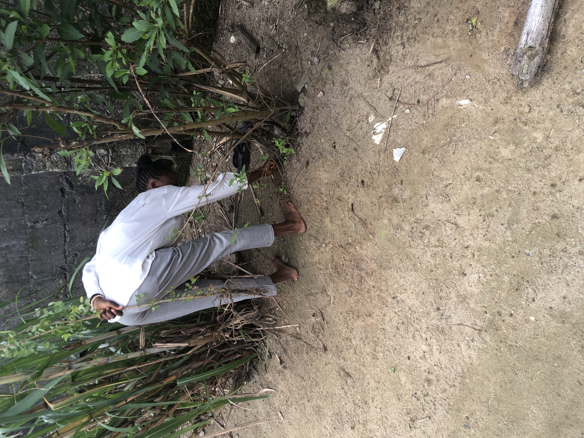 In Ado, Nigeria, a person wearing a white long-sleeved shirt and gray pants is bending over near some vegetation. They are barefoot and appear to be interacting with the plants on the ground. The environment consists of dirt ground with scattered debris and a concrete wall in the background. The vegetation is dense, with tall stalks of grass and leafy bushes. A pair of black sandals is visible near the person's feet.