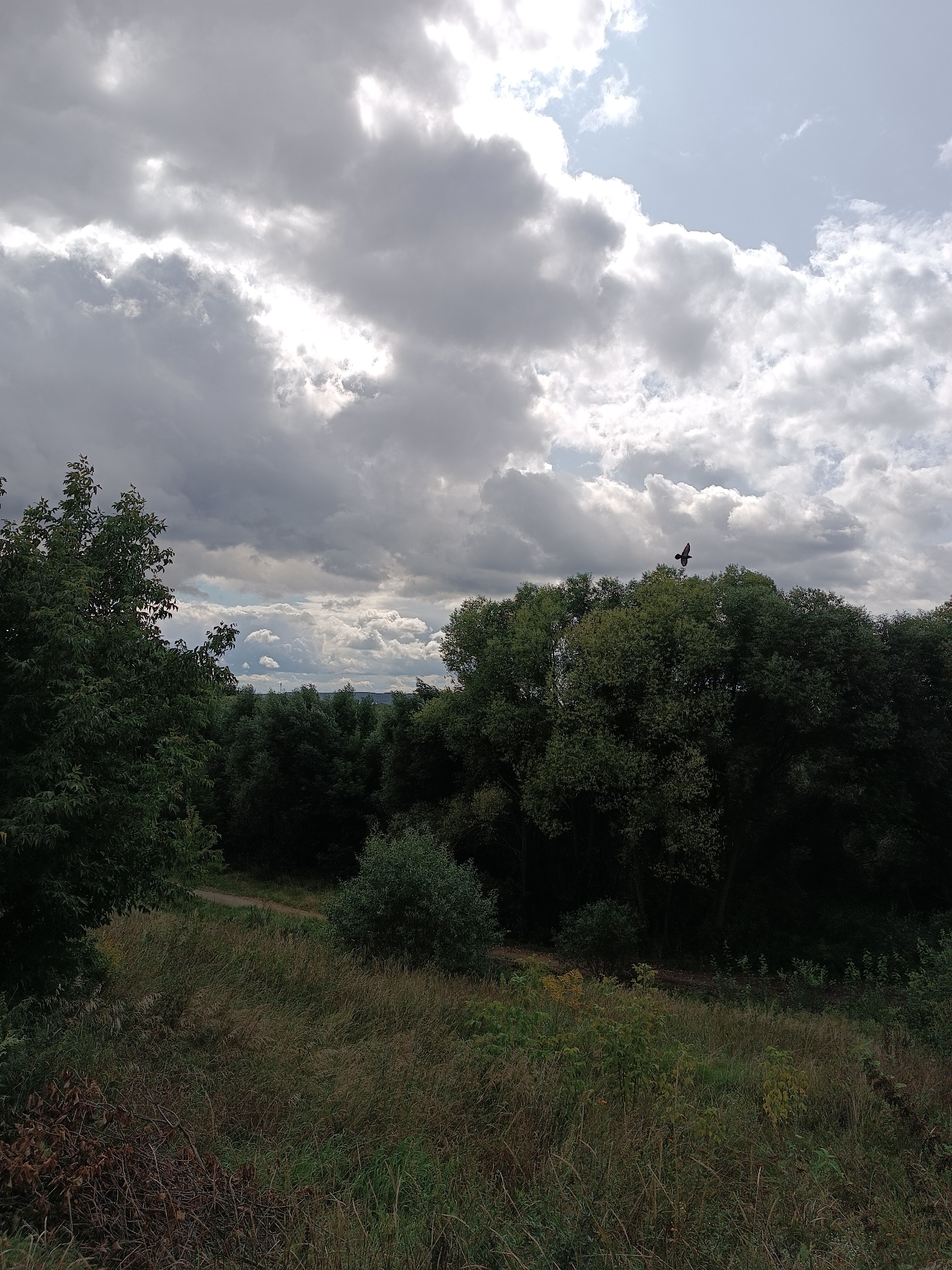 The image depicts a landscape in Bykovo, Russia. A large expanse of trees dominates the mid-ground, with a dense canopy of dark green foliage. To the left, taller trees with lighter green leaves frame the scene. In the foreground, tall, dry grasses and some brown, dead foliage are visible. A dirt path winds through the grassy area. The sky above is filled with dramatic, dark gray clouds, with patches of bright white where the sun is breaking through. A single bird is in flight, positioned above the tree line. The overall impression is of a natural, possibly rural or park-like setting, with overcast weather.