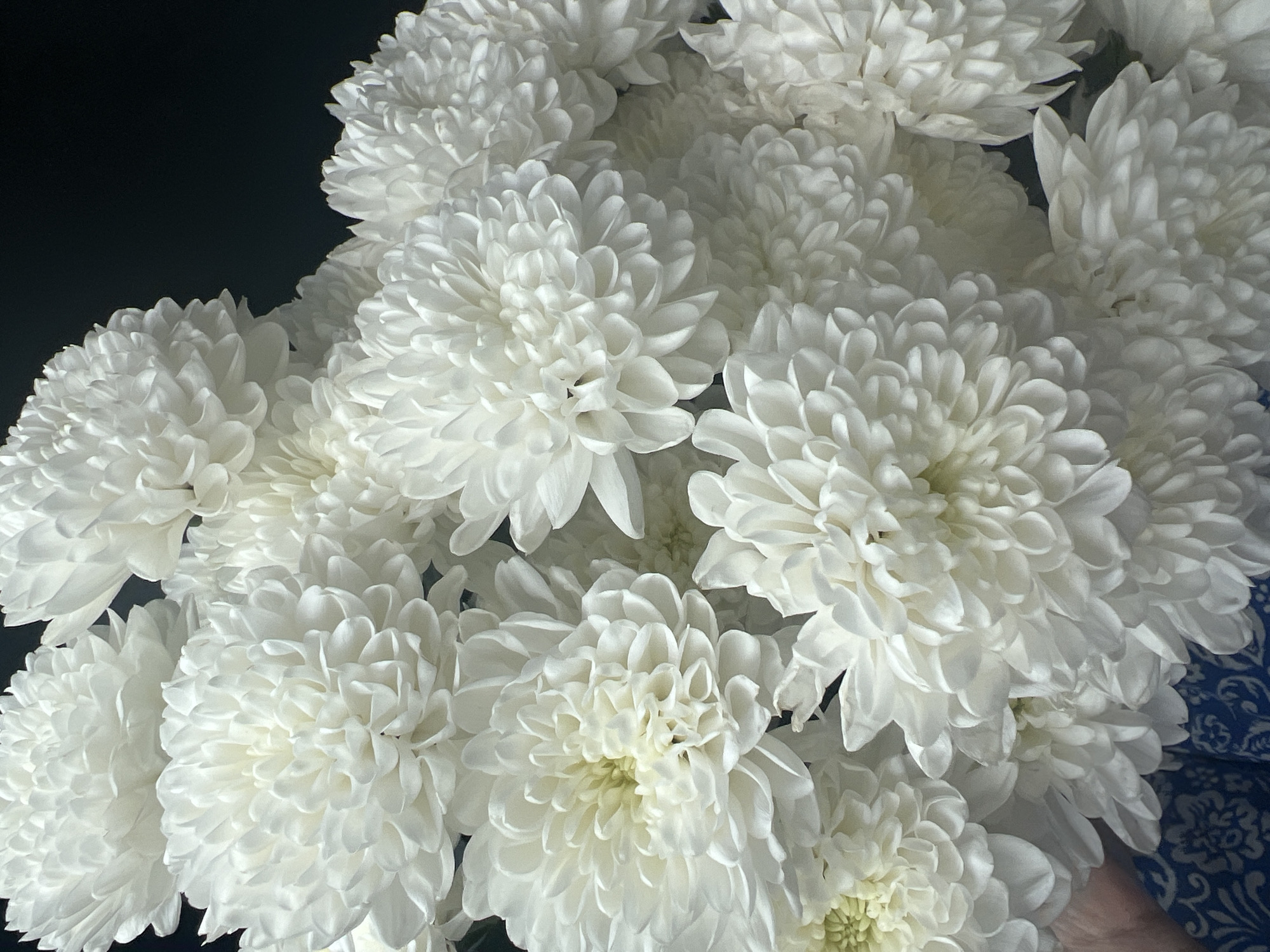 The image displays a close-up, vertical, overhead shot of a dense arrangement of white chrysanthemums against a dark background. The flowers are fully bloomed, with numerous layered petals creating a textured, spherical appearance. The lighting highlights the delicate curves and edges of the petals, casting soft shadows within the blooms. Towards the bottom left of the frame, a portion of a hand and a blue and white patterned fabric are visible, suggesting the flowers are being held or are part of a bouquet. The scene is devoid of any discernible urban or natural landscape elements that would indicate a specific location within Novoaltaysk, Russia, or any other city. The focus is entirely on the floral composition.
