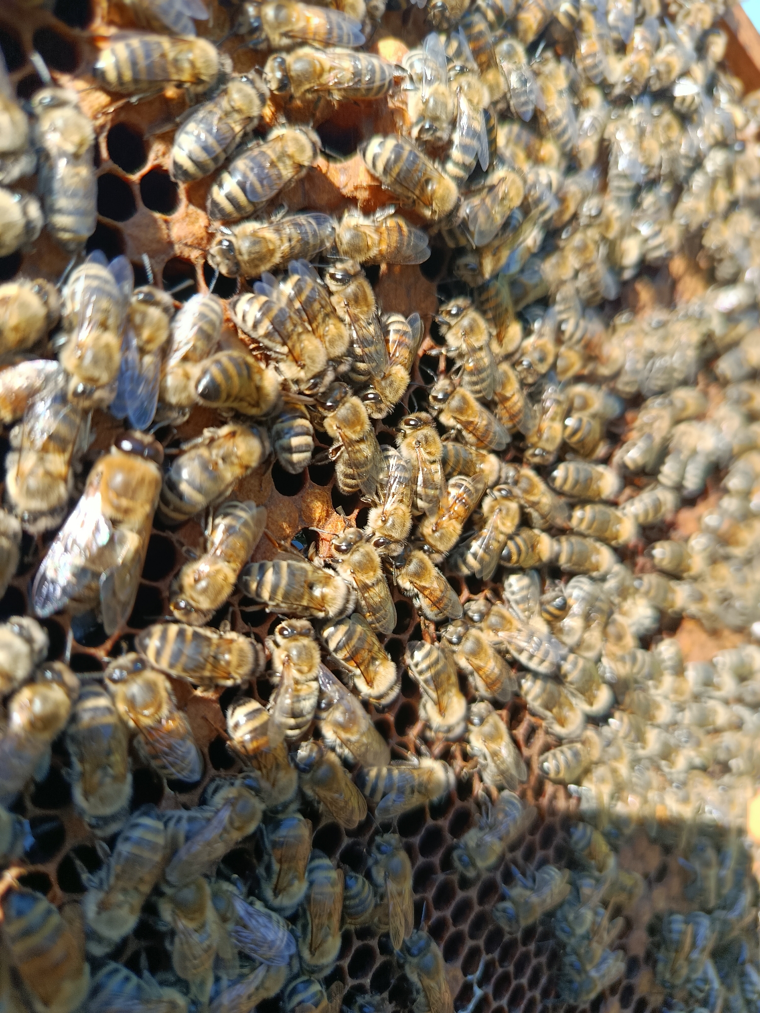 The image is a close-up, overhead view of a densely packed beehive frame, filled with numerous honeybees. The bees are predominantly light brown and black, with characteristic striped abdomens. They are clustered together, with some appearing to be active and others more stationary. Many bees are positioned on hexagonal cells of the honeycomb, which are clearly visible and appear to be made of wax. Some cells contain honey or pollen, indicated by their glistening or yellowish appearance. The lighting suggests it is daytime, with sunlight casting subtle shadows and highlighting the texture of the bees' bodies and the honeycomb. The overall scene depicts a busy and organized environment within a beehive. There is no visible indication of the city of Motyakovo, Russia.