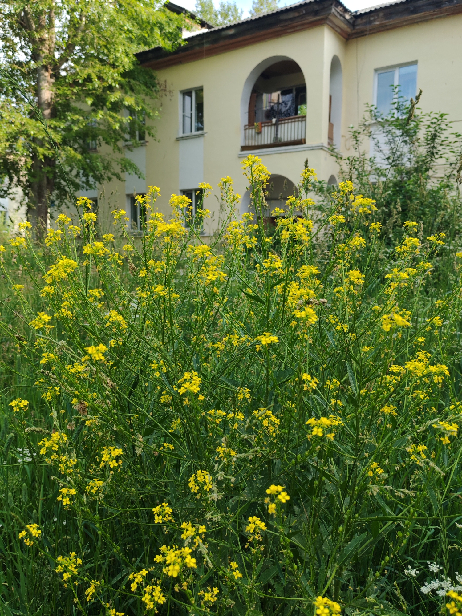 A medium shot shows a cluster of tall, flowering yellow plants in the foreground, obscuring the lower portion of a light yellow, two-story building with white trim. The building features arched doorways and a balcony on the second floor. A mature tree with green foliage is visible to the left of the building. The scene is outdoors, with the building appearing to be a residential structure in the city of Сокол, Russia, likely in a courtyard or green space adjacent to the building. The lighting suggests it is daytime.