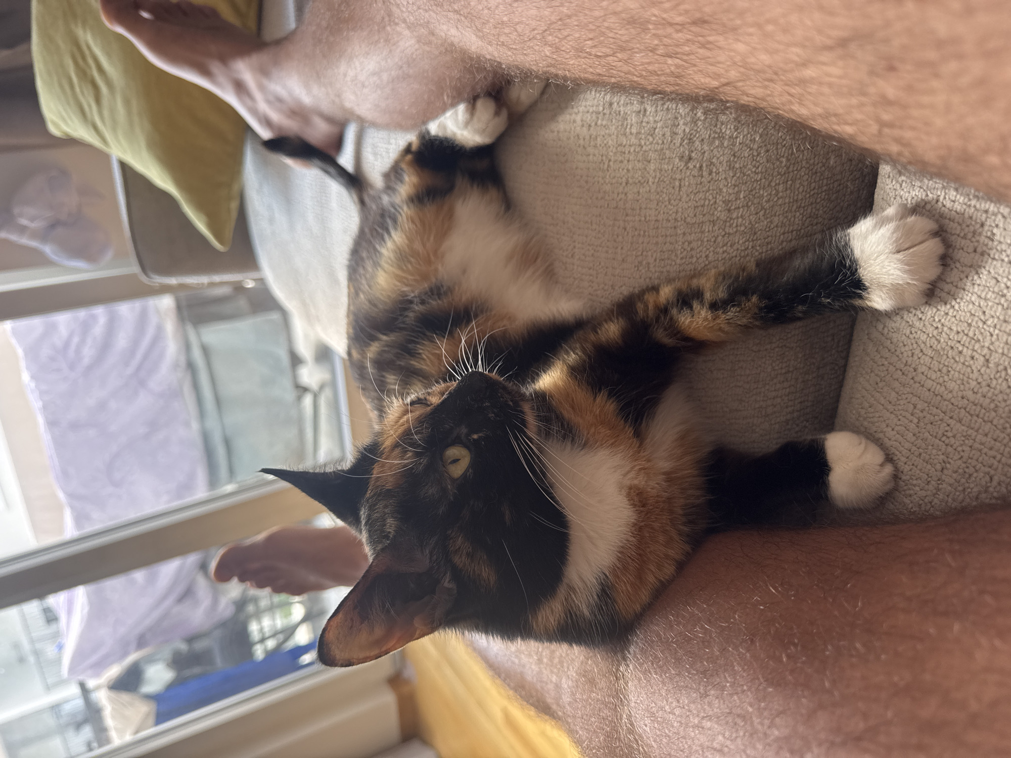 A calico cat with white paws lies on a sofa between the legs of a person. The cat is facing left, with its head turned slightly towards the viewer. The person's legs are visible, one with a foot extended upwards and the other with the cat resting on it. In the background, through a large glass door, is a view of an outdoor area with furniture and what appears to be a tarp covering. The lighting suggests it is daytime.