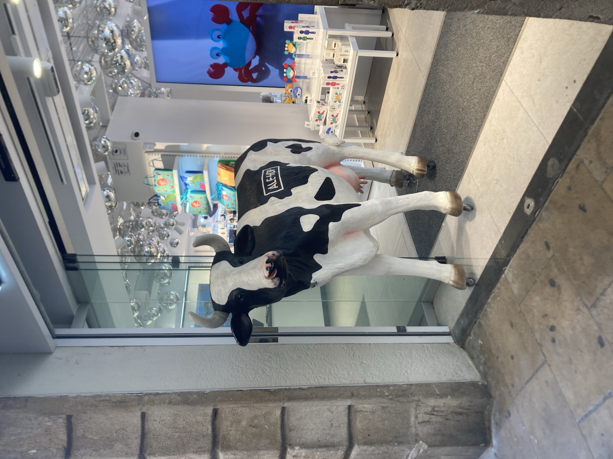This is a low-angle medium shot of a life-sized, black-and-white cow statue with "ALE-HOP" written in a white rectangle on its side, positioned at the entrance of a store in Barcelona, Spain. The statue is made of a smooth, glossy material and stands on small wheels. The cow's head is turned towards the camera, its mouth slightly open, revealing a pink tongue. Its eyes are dark and round, and its ears are upright. The cow has visible udders and its tail hangs down.
The store entrance is framed by a white and beige facade, with a large glass sliding door. Through the door, the interior of the store is visible. The ceiling is decorated with numerous silver disco balls, and there are bright, colorful displays of merchandise. A white table displays various products with price tags, including small figurines and packaged items. A large blue screen on the right features a cartoonish red crab illustration. The floor inside the store appears to be tiled, and a gray mat is placed in front of the entrance.
The exterior of the store shows a stone-tiled pavement. The overall lighting suggests it is daytime. The context of the "ALE-HOP" branding and the type of merchandise visible suggests this is a retail store selling quirky and trendy items, likely in a commercial area of Barcelona.