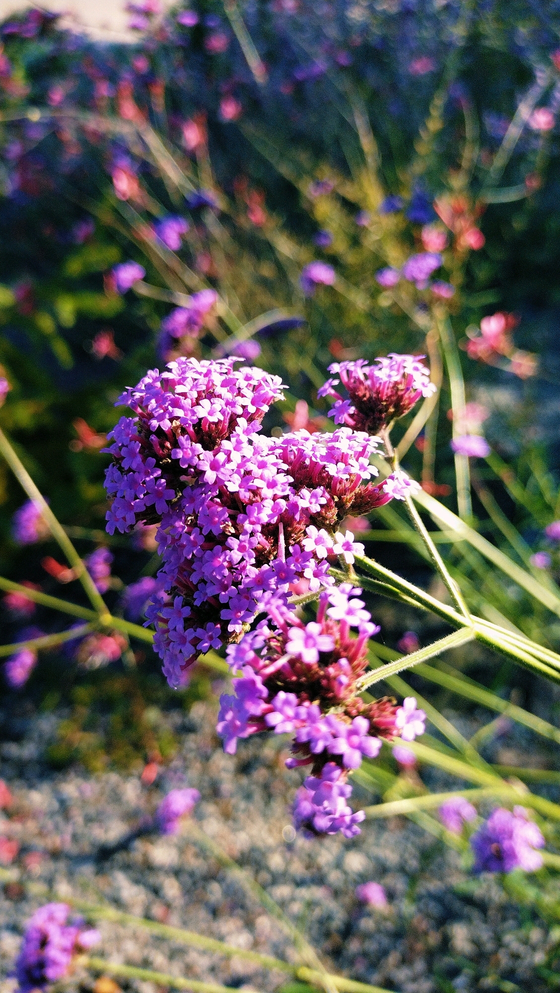 A close-up, vertical, outdoor photograph features clusters of small, vibrant purple flowers in the foreground, with a shallow depth of field blurring the background. The flowers are arranged in dense, rounded heads, with individual blossoms appearing delicate and numerous. Some of the flower stems are visible, appearing green and thin. The background consists of out-of-focus vegetation, with hints of green and other purple and pinkish hues, suggesting a garden or park setting. The ground in the lower portion of the image appears to be gravel or small stones. The lighting suggests it is daytime, possibly late afternoon, with a warm glow highlighting the flowers. The scene is located in the city of Horishni Plavni, Ukraine, likely within a natural or landscaped area.