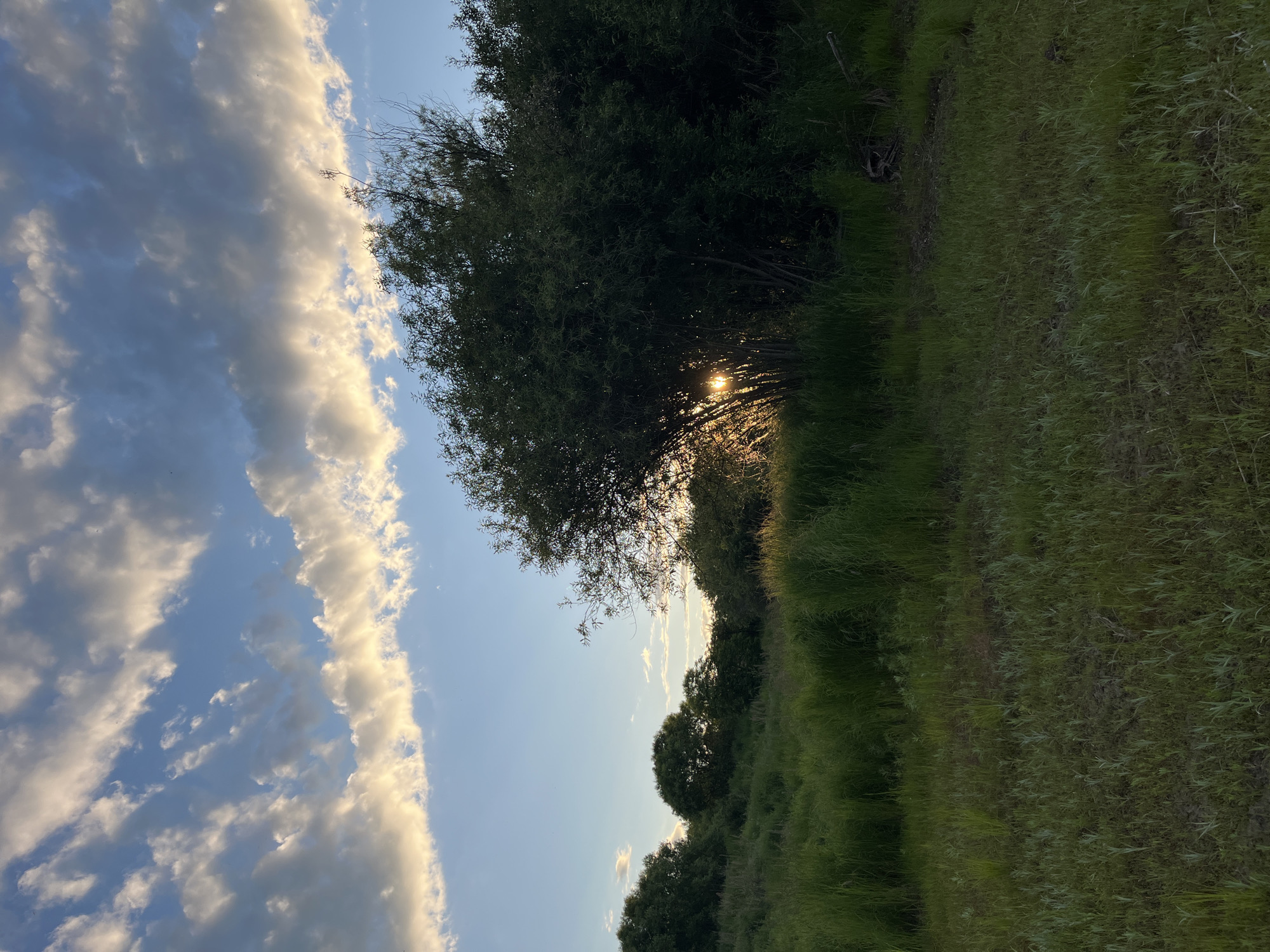 The image shows a wide shot of a grassy field with trees in the background. The sun is setting, and the sky is filled with clouds. The light from the setting sun is shining through the trees, creating a warm glow. The overall scene is peaceful and serene. The location is the city of Mayak, Russia.