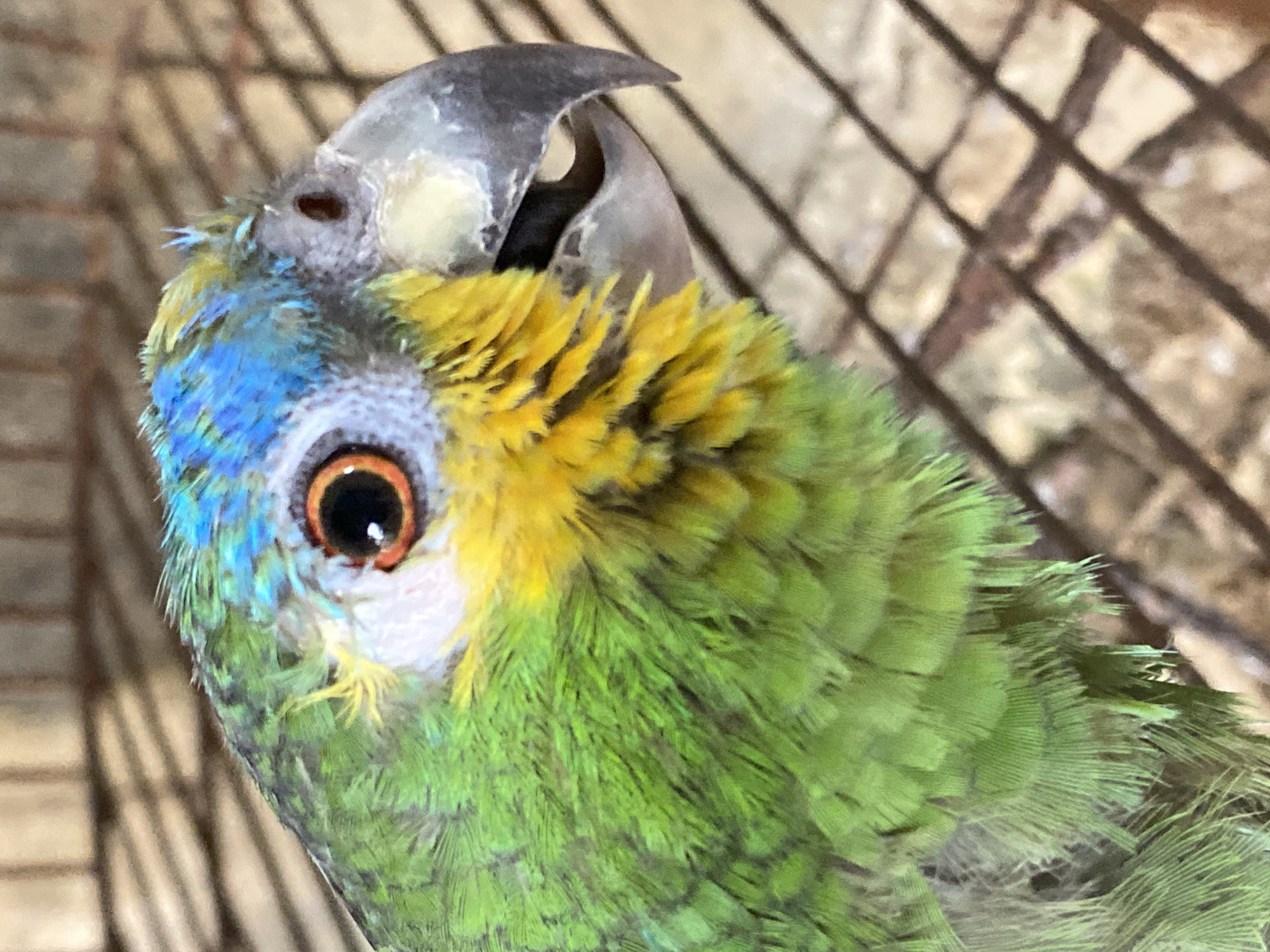 A close-up image shows a parrot, likely inside a cage. The bird has green, yellow, and blue feathers. The beak is grey. The eye visible is orange. Behind the bird is a wire-like structure. The location is Tinaquillo, Venezuela. No people are visible in the image.