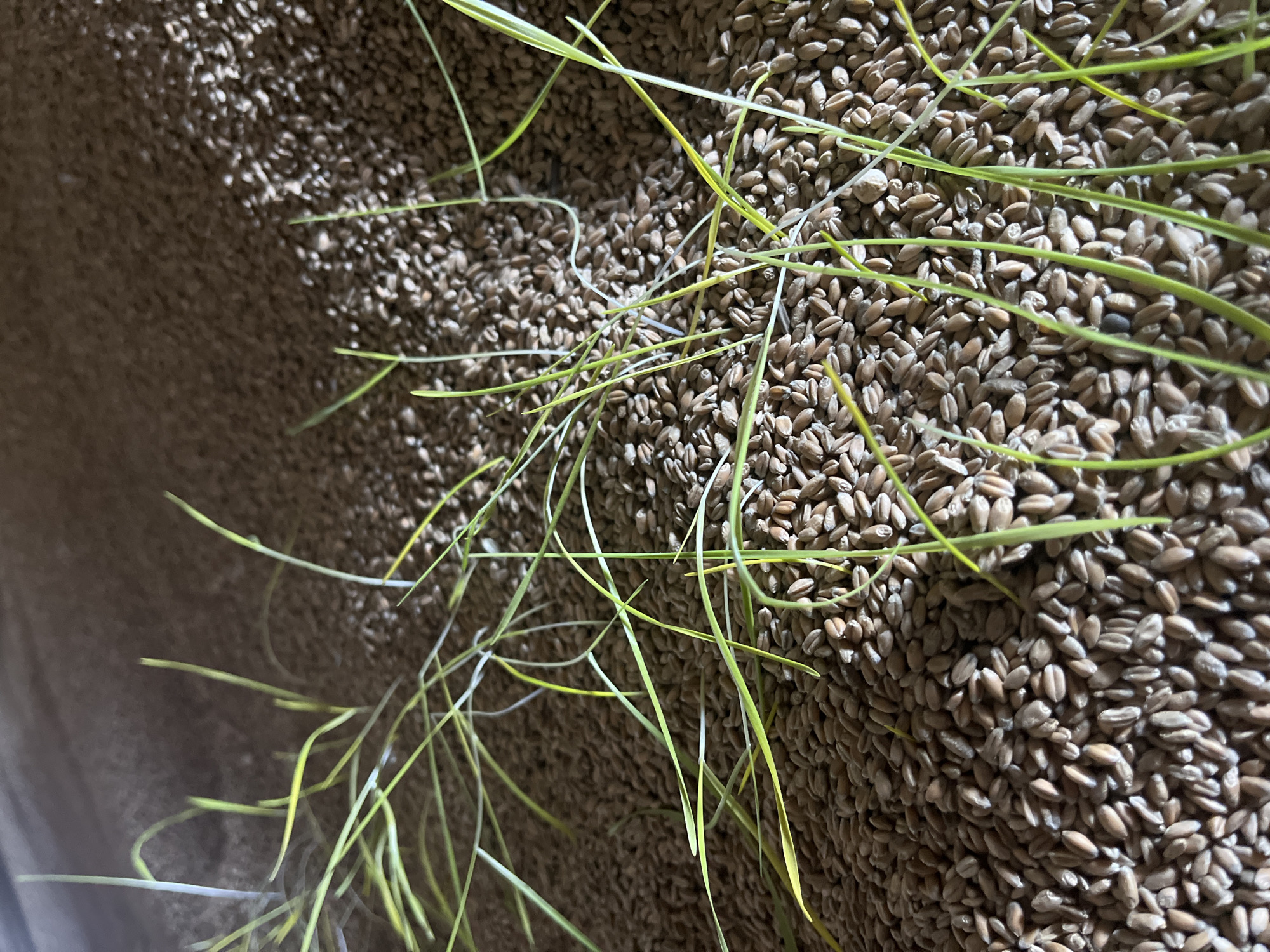 The image depicts a close-up view of a large quantity of wheat kernels. Interspersed among the kernels are strands of green grass or sprouts. The scene is indoors, possibly within a storage facility or grain silo. The location is unknown.