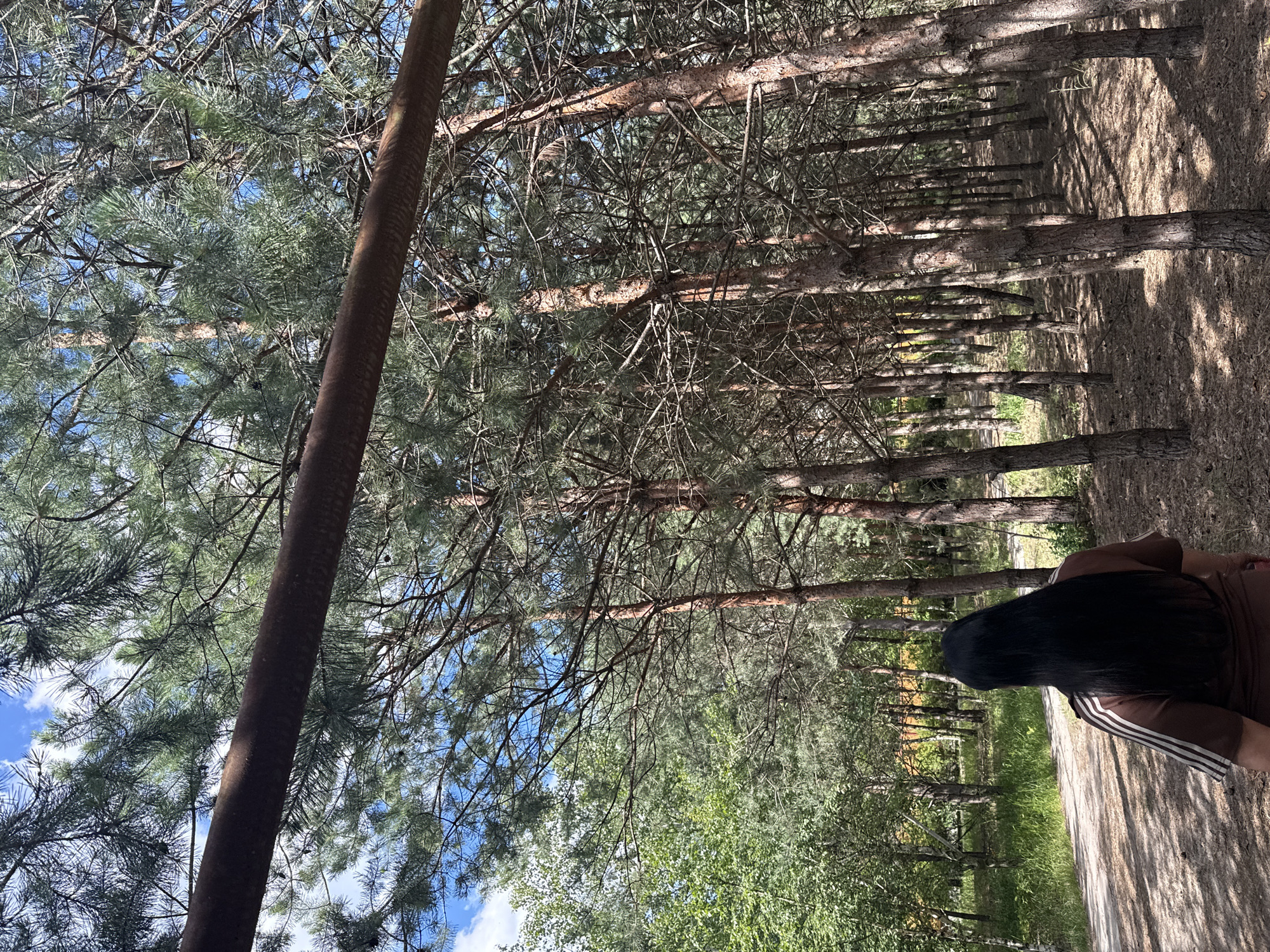 The image shows a person with long black hair standing in a forest with tall pine trees. A brown pipe runs horizontally across the top of the frame. The ground is covered with dry pine needles and the sun casts shadows through the trees. In the background, there is a dirt path leading through a grassy area with more trees. The sky is blue with some white clouds. This scene is located in Obukhivka, Ukraine.