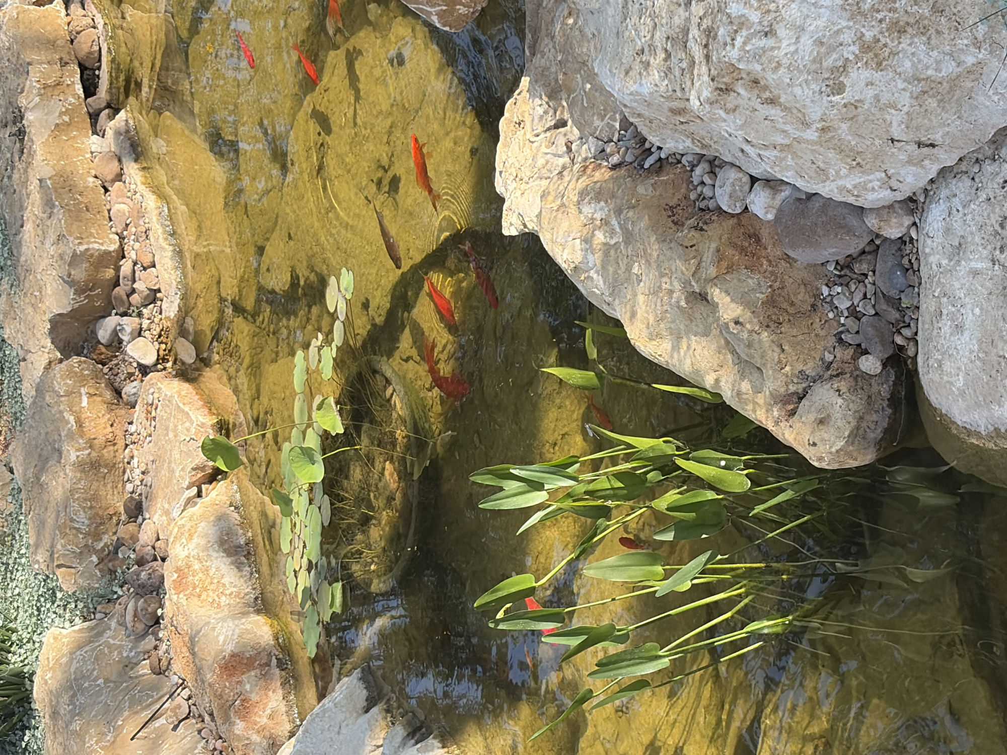 This image shows a rocky pond. The pond's edges are lined with various sizes of rocks. The water is clear enough to see several goldfish swimming. There are aquatic plants with green leaves both floating and submerged in the water. The location in Sunset Valley, United States of America, is not discernible from the image.