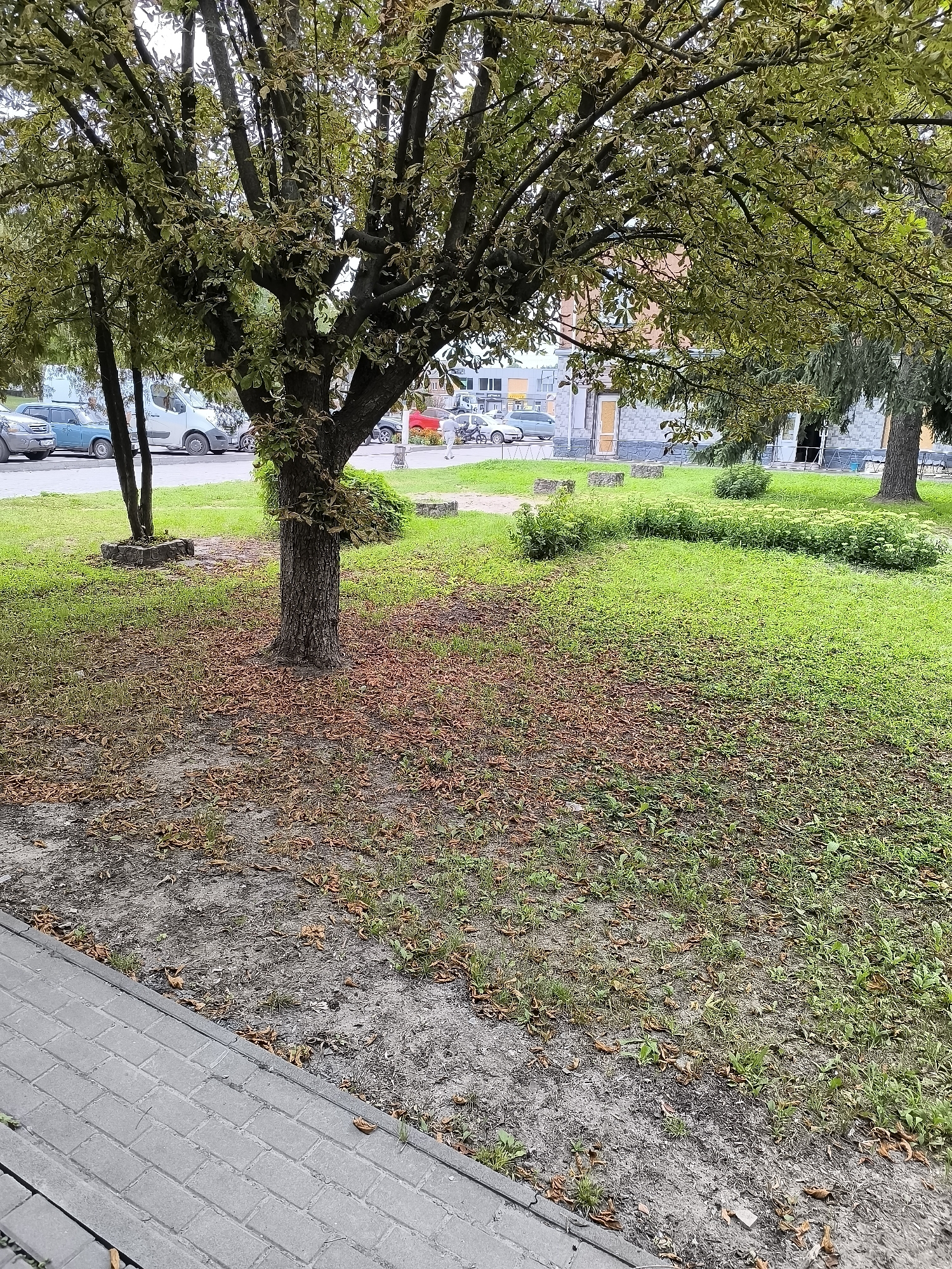 This is a full-frame, eye-level, outdoor, daytime photograph of a tree-lined street with buildings in the background. The foreground features a paved walkway and a grassy area with scattered leaves. A mature tree with a thick trunk stands prominently in the center of the frame, its branches extending outwards, partially obscuring the sky. The ground beneath the tree is covered in a carpet of fallen brown leaves, suggesting an autumn season or an area prone to leaf drop. To the left of the tree, a smaller tree stands within a stone-lined square.
Behind the trees, a paved road is visible with several parked vehicles, including a blue car and a white van. In the mid-ground, a row of green bushes runs horizontally across the image, punctuated by a few scattered low-lying plants. Behind the bushes, a building with a light-colored facade, possibly a residential or commercial structure, is visible. It has windows and doorways, and the architectural style suggests a location in Bohodukhiv, Ukraine. The sky is overcast, indicating a cloudy day. The overall scene depicts a typical urban or suburban environment with a blend of natural elements and human infrastructure.