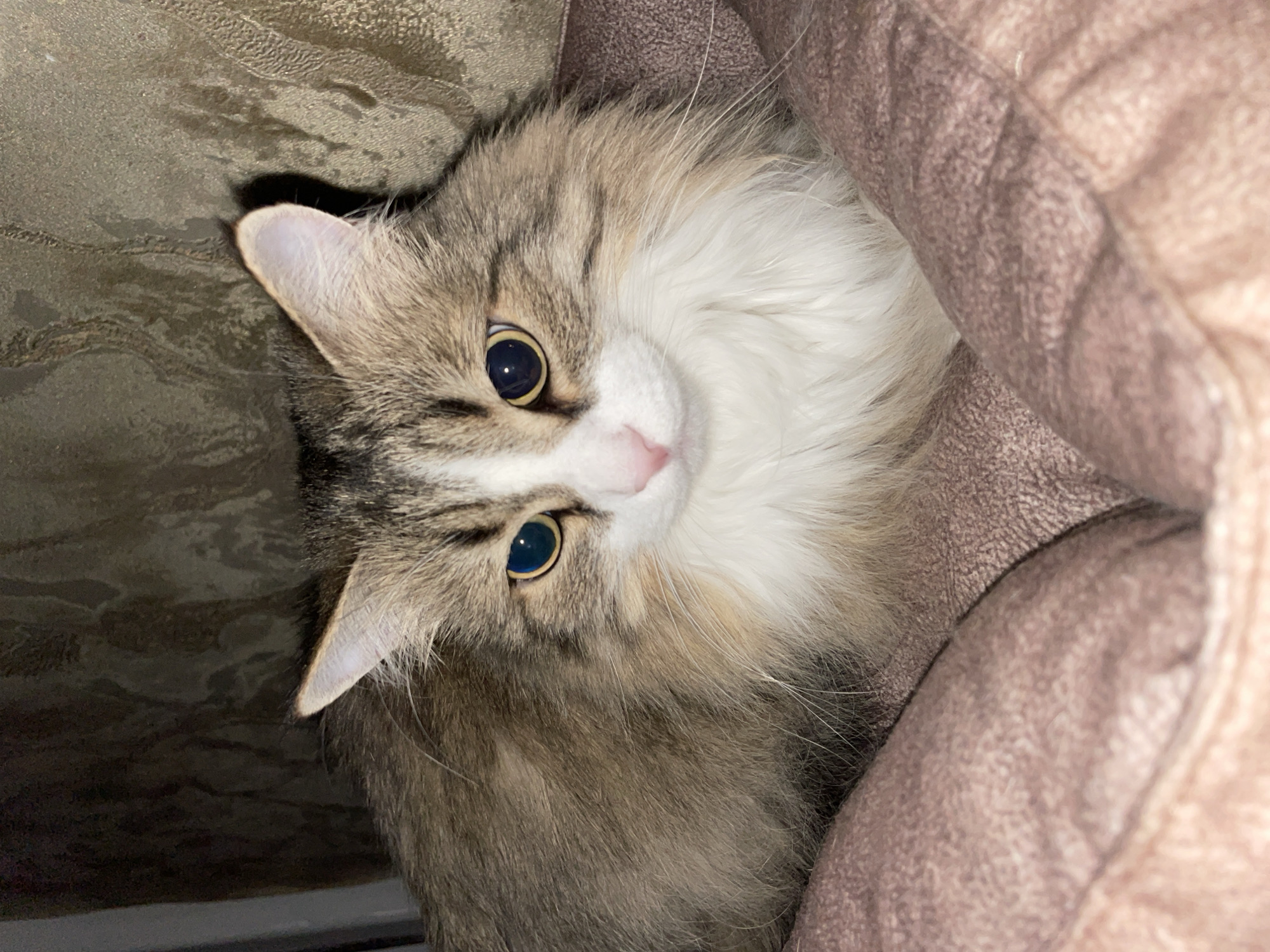 A long-haired cat lies in a tan, circular pet bed. The cat is mostly brown and white with tabby stripes on its head. The cat's fur is white on its chest and face. The cat's eyes are round and dark. The cat is looking up and slightly to the left. A tan couch is visible in the background. No location is discernible from the image.