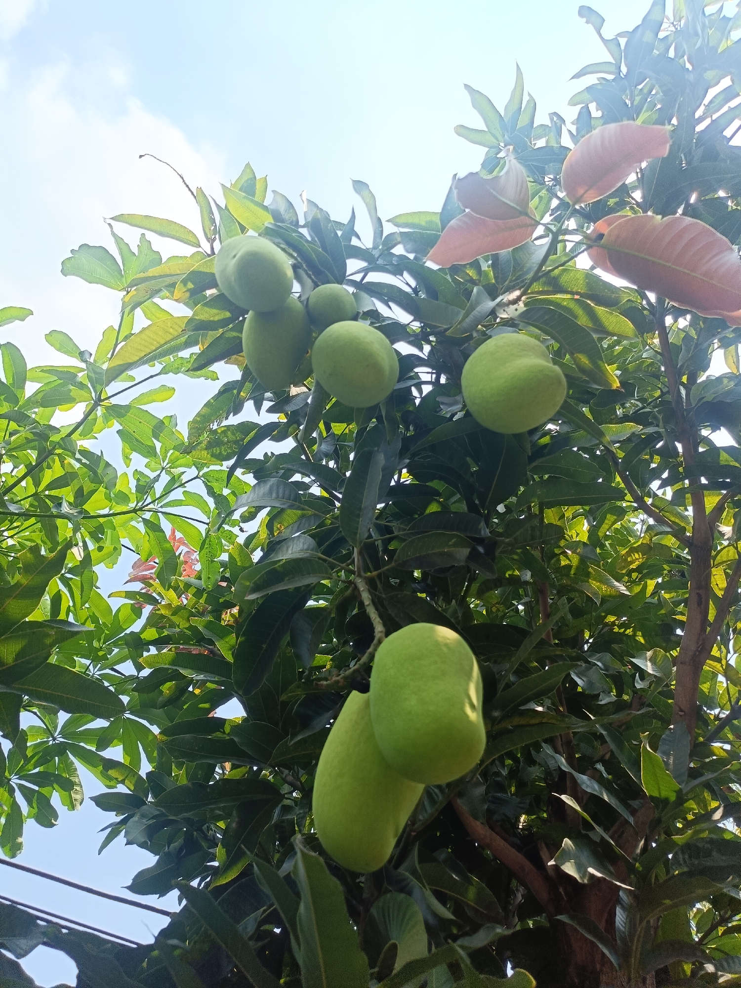 The image depicts a close-up, upward-angle view of a mango tree with several unripe green mangoes hanging from its branches. The mangoes are various sizes, with some appearing larger and rounder, while others are smaller and more elongated. The leaves of the tree are predominantly dark green and lush, with some new growth exhibiting a reddish-brown hue. The sky, visible through the foliage, is a clear light blue with a few wispy white clouds. The image appears to have been taken in an outdoor setting, likely a garden or backyard, given the presence of a tree bearing fruit. While the specific location in Kediri City, Indonesia, is not explicitly identified within the image itself, the context suggests an environment where mango trees are common. There are no people or other animals visible in the frame. The lighting suggests it is daytime, with the sun casting shadows and highlighting some of the mangoes and leaves. A wire is partially visible in the lower left portion of the image, suggesting proximity to urban infrastructure.