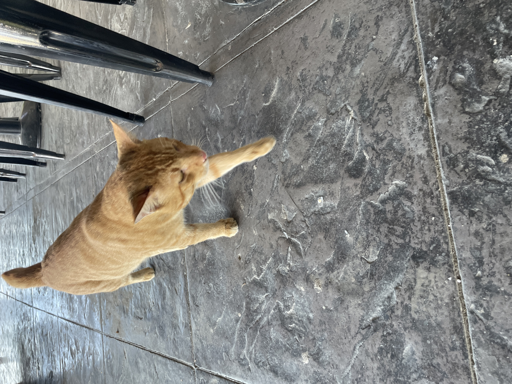 An orange tabby cat walks across a textured stone floor. The cat is the primary subject, positioned in the center-left of the frame, facing towards the right. Its fur is short and exhibits characteristic tabby markings. The cat’s eyes are partially closed, and its tongue is slightly extended, suggesting it may be grooming or tasting something. Its right front paw is extended forward, mid-stride. The flooring appears to be made of large, rectangular stone tiles with a rough, uneven surface, possibly stamped concrete. The background shows the legs of several black metal chairs, suggesting an outdoor seating area, possibly a cafe or restaurant. The lighting suggests it is daytime, with natural light reflecting off the floor. The scene is devoid of any human presence.