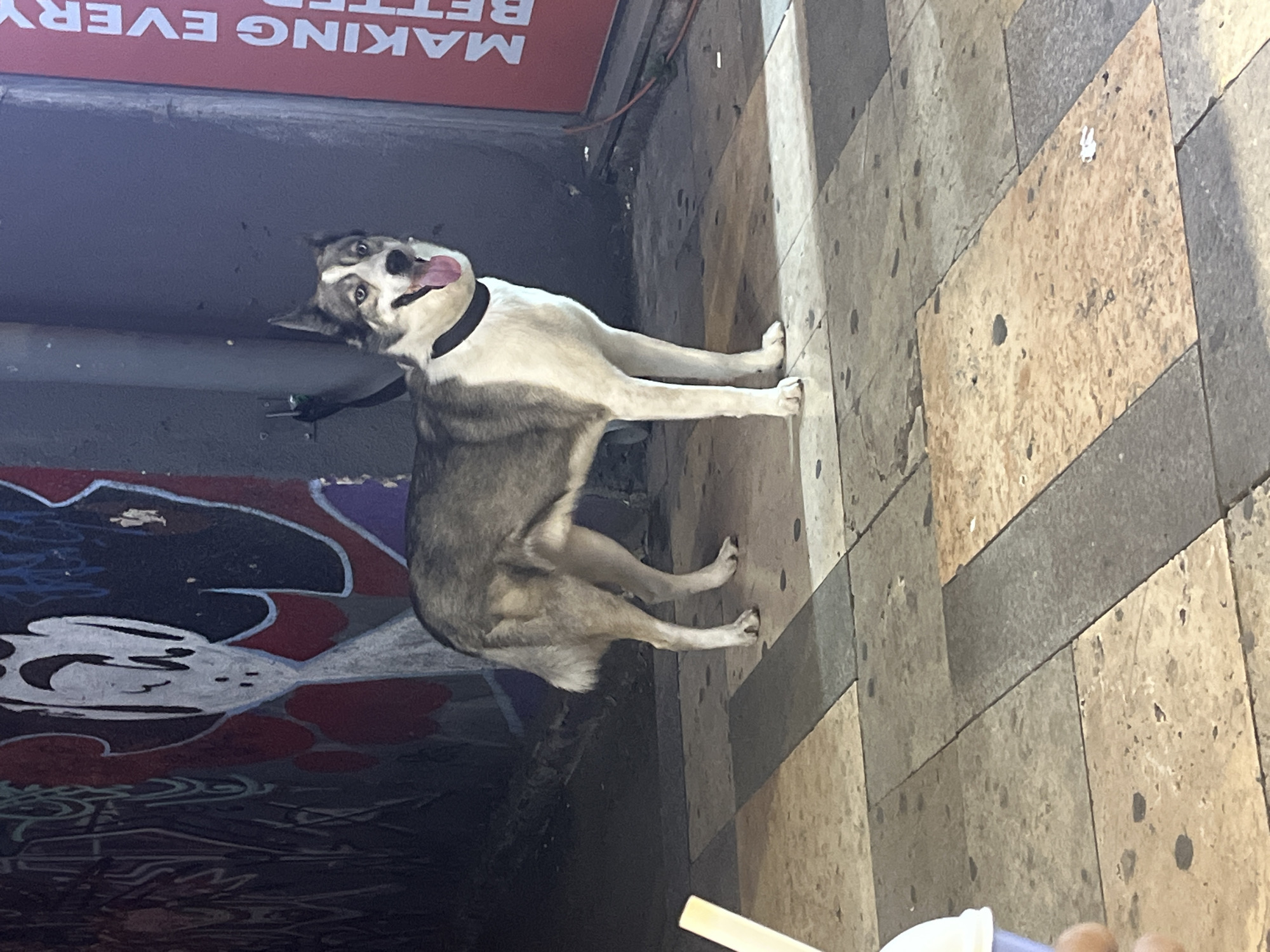 A medium-sized dog with grey and white fur, erect ears, and blue eyes stands on a paved walkway. The dog is wearing a black collar and its tongue is hanging out. Behind the dog, a dark wall is covered in graffiti. To the right of the dog, a red sign with white text is partially visible. The walkway is made of large, square tiles in shades of beige and grey. In the foreground, a white object, possibly a cup or container, is visible on the left. The scene appears to be outdoors, possibly in a city, with elements suggesting an urban environment.