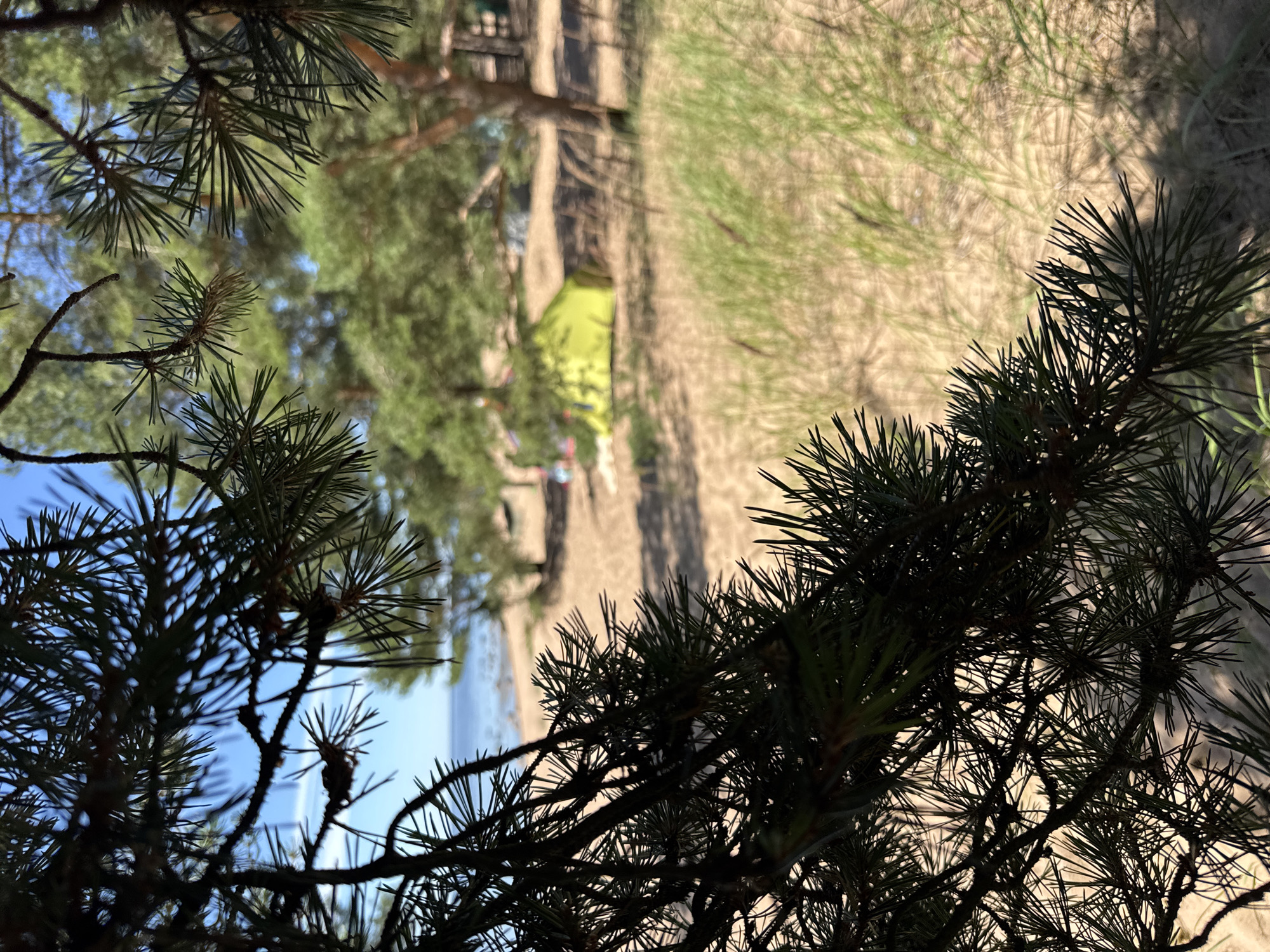 The image depicts a view through pine branches at a beach in Zelenaya Roshcha, Russia. The foreground is dominated by dark green pine needles and branches, silhouetted against a bright sky. Beyond the branches, a sandy beach stretches towards a calm body of water. Scattered on the beach are a few tents, one of which is bright yellow. The environment appears to be a natural park or recreational area, with more pine trees visible in the background. The overall impression is one of a sunny day at the coast.