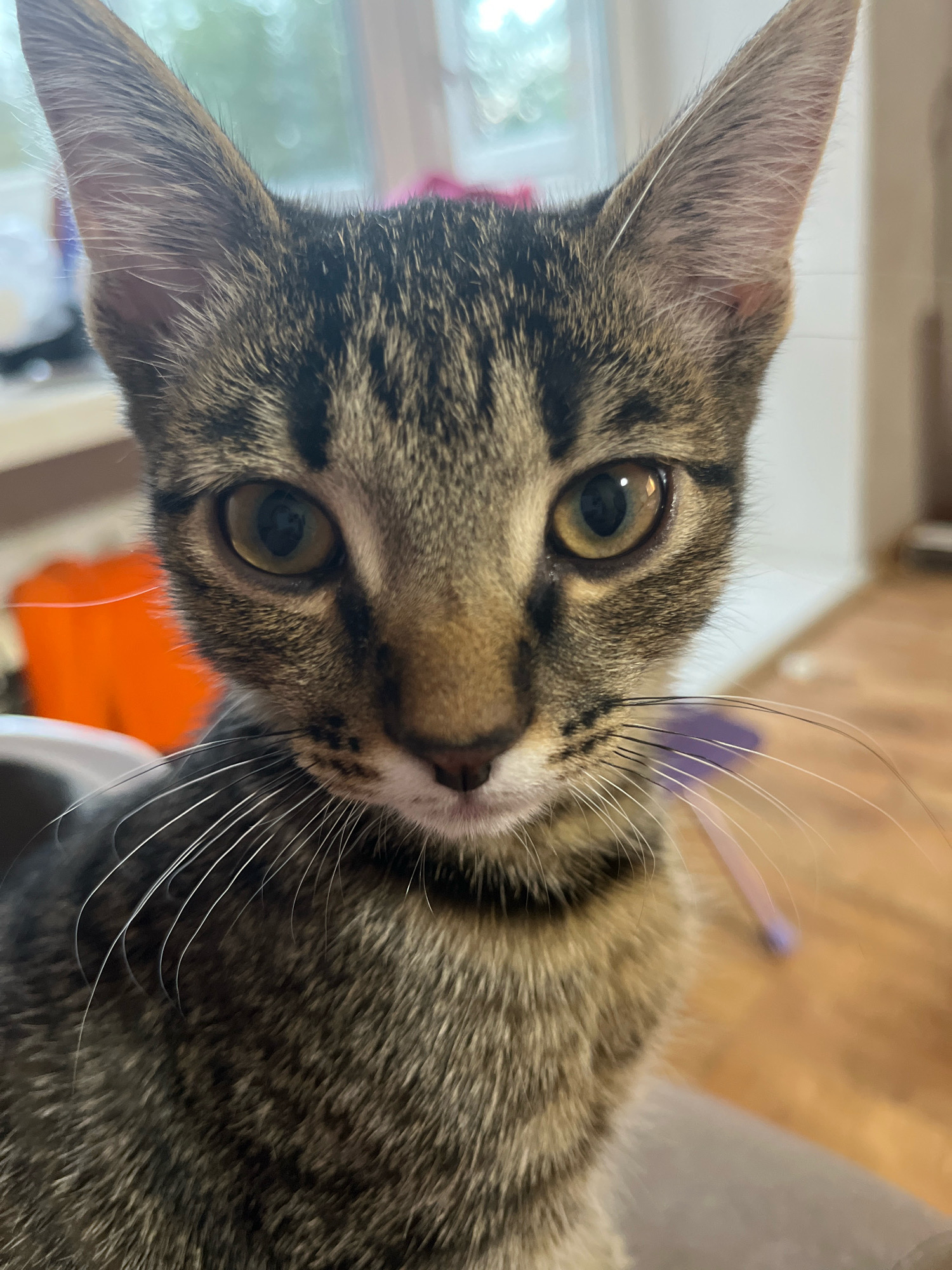This is a close-up, eye-level, full-frame, indoor photograph of a tabby kitten's face. The kitten is looking directly at the camera with its ears pointed upwards and its whiskers fanned out. The background is blurred, showing hints of furniture and a window. There is no discernible city or location information.