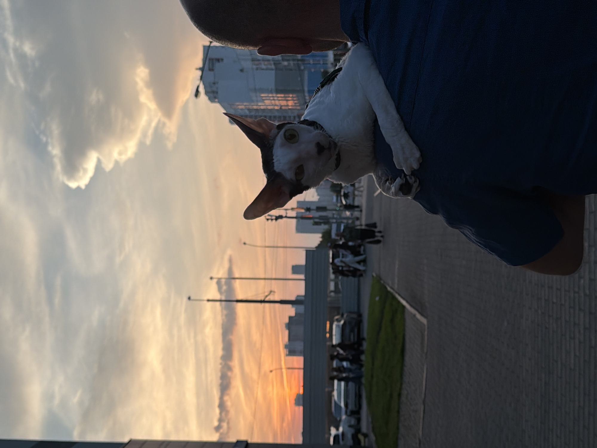 A close-up, over-the-shoulder shot captures a white and black Cornish Rex cat perched on the shoulder of a person wearing a dark blue shirt. The cat is looking towards the camera with large, green eyes and has distinctively large ears. The background depicts a city street scene at sunset. The sky is a gradient of orange, pink, and yellow, with scattered clouds. In the distance, there are buildings, streetlights, and parked cars. Several people are visible walking on the sidewalk and near the cars, suggesting an urban environment. The setting appears to be a public area in Yekaterinburg, Russia, given the architecture and general atmosphere. The overall impression is a moment of connection between the person and the cat amidst a bustling urban sunset.