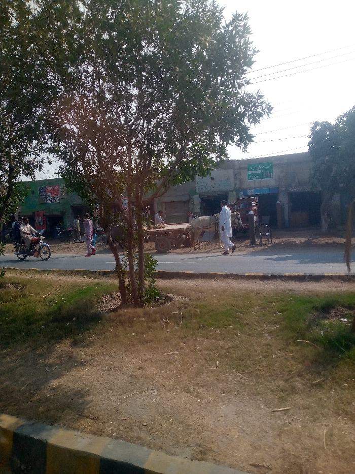 This daytime image depicts a street scene in Dijkot, Pakistan, under a bright, clear sky. In the foreground, a verdant and dry grassy median features a small, leafy tree, with a black and yellow striped curb visible at the bottom left. A paved road separates this median from a row of buildings and ongoing activity.
On the road, a man on a red motorcycle travels from left to right, with what appears to be another person behind him. Further along the road to the right, a white bull or ox is seen pulling a traditional wooden cart, which appears to be laden with hay or fodder. A man dressed in a white shalwar kameez walks beside the bull, guiding it. Another individual in a light pink attire stands near the bullock cart on the roadside.
In the background, a series of single-story buildings with open entrances line the street, suggesting shops or local businesses. One building prominently displays a green sign with white Urdu script, and a smaller blue sign beneath it. On the far left, another building features colorful posters or advertisements. Large, dense-foliaged trees dominate the left and upper parts of the frame, providing shade, while faint power lines are visible against the bright sky. The scene portrays a blend of traditional and modern elements in a local community setting.
