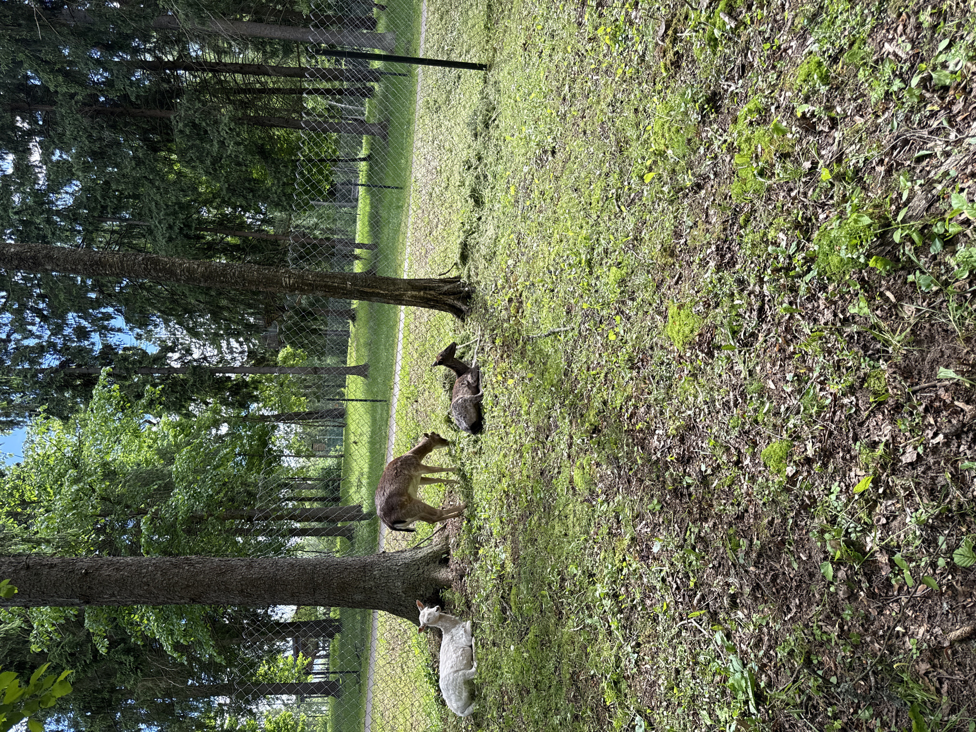 The image shows a fenced grassy area in a wooded environment. Three deer, two of which appear to be fallow deer, are present. One fallow deer is standing and seems to be grazing near a tree, while another is lying down nearby. A third, all-white deer is lying down near the base of a tree. The environment is sunny. The image was taken in Peresvet, Russia.