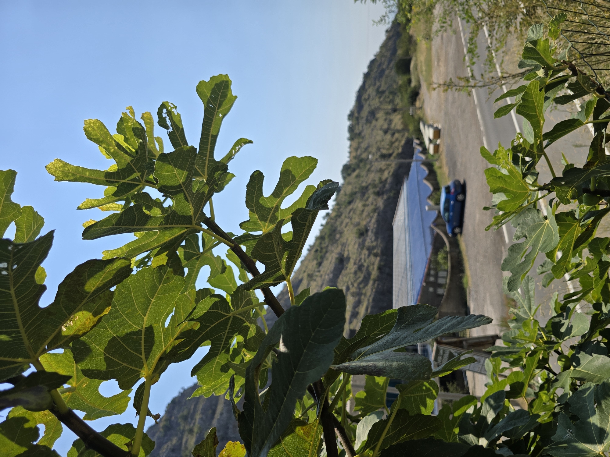 The image shows a close-up of green fig leaves in the foreground, with a bright blue sky in the background. Beyond the leaves, a road is visible, with a blue car parked on it. To the left of the road, there is a building with a blue roof, possibly a solar power installation. In the distance, a hilly, rocky landscape rises under the clear sky. The scene appears to be set in a rural or semi-rural area, with the presence of vegetation, road, and a building. The overall impression is one of a sunny day in a natural setting. The location is Podgorica, Montenegro.