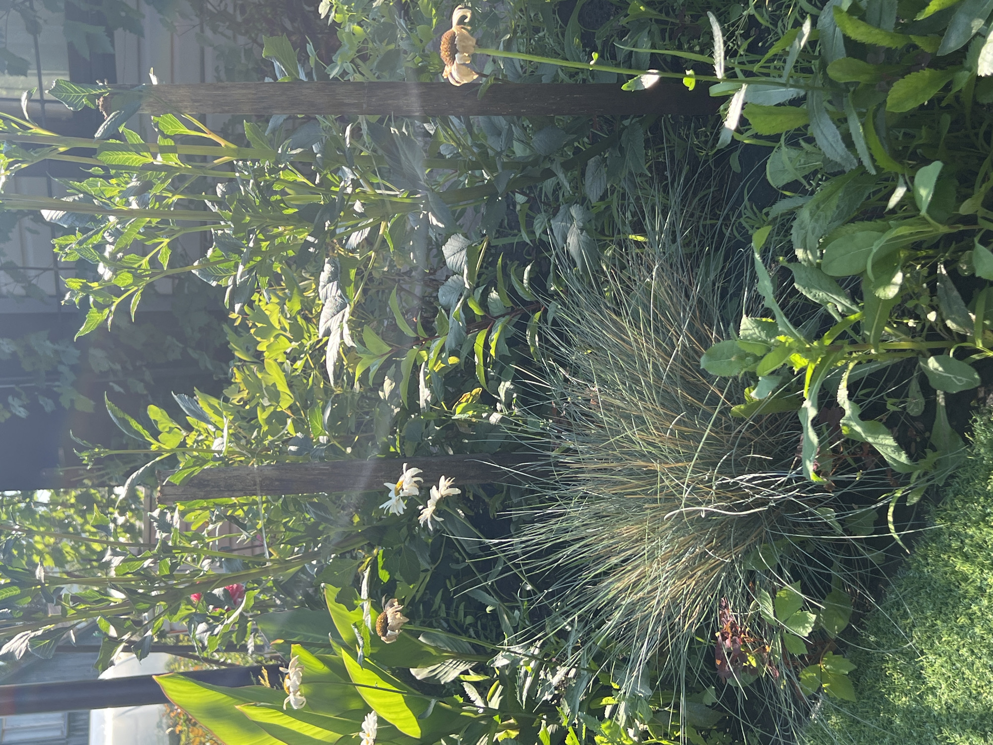 The image depicts a close-up view of a garden in Lopatino, Russia, bathed in dappled sunlight. The foreground features lush green grass and a dense clump of thin, spiky ornamental grass with a blue-green hue. Behind the grass, various plants are visible, including tall stalks with broad green leaves, some appearing to be dahlias, interspersed with smaller leafy plants. Several white daisy-like flowers are scattered throughout the scene, with one bloom in the mid-ground showing signs of wilting. Two wooden posts stand vertically in the garden, serving as supports. In the background, the sunlight creates lens flare effects, highlighting the textures of the leaves and stems. The overall impression is one of a natural, overgrown garden setting.