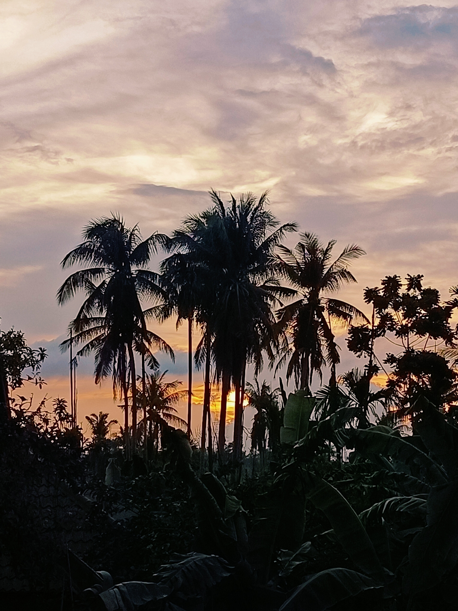 A vertical, full-frame shot captures a tropical sunset in Blang Cut, Indonesia. Silhouetted coconut trees and other lush foliage dominate the foreground and midground against a hazy, pastel sky. The sun is partially obscured by the palm fronds, casting a warm, golden glow that peeks through the branches. The sky is filled with wispy clouds, tinged with hues of pink, purple, and orange. The overall impression is one of tropical serenity as day transitions into night.