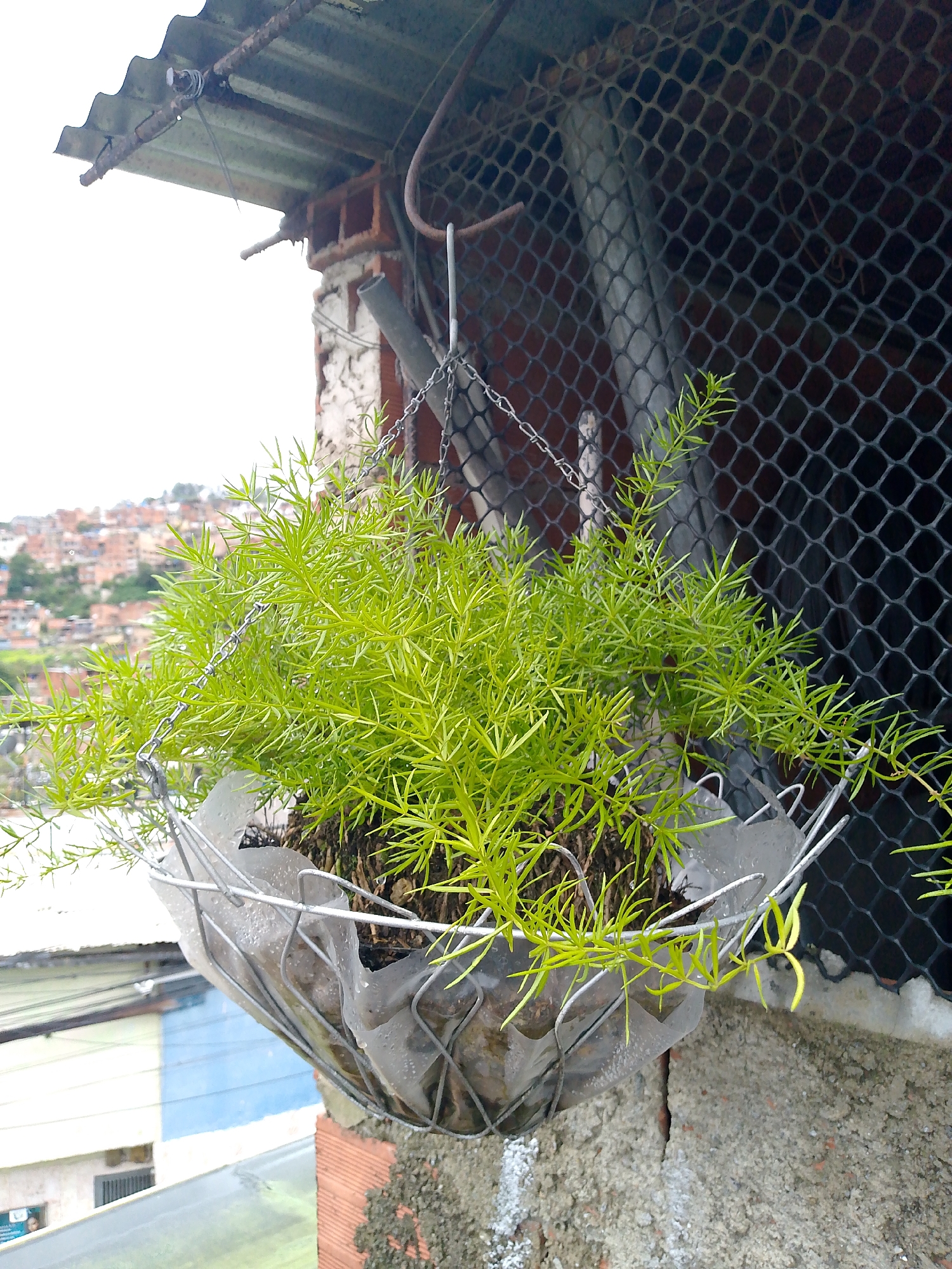 The image depicts a close-up of a hanging plant in a DIY planter, attached to a wire mesh fence. The planter appears to be constructed from a plastic bottle lined with wire mesh. The plant is lush and green with thin, needle-like leaves. Behind the plant, a gray pipe is visible, and further in the background, a densely populated hillside with red-tiled roofs can be seen, characteristic of the informal settlements or "barrios" found in Caracas, Venezuela. The overall scene suggests an outdoor, urban environment, likely a balcony or window ledge, with elements of improvised urban gardening. The lighting is overcast, indicating a cloudy day. There are no people visible in the image.