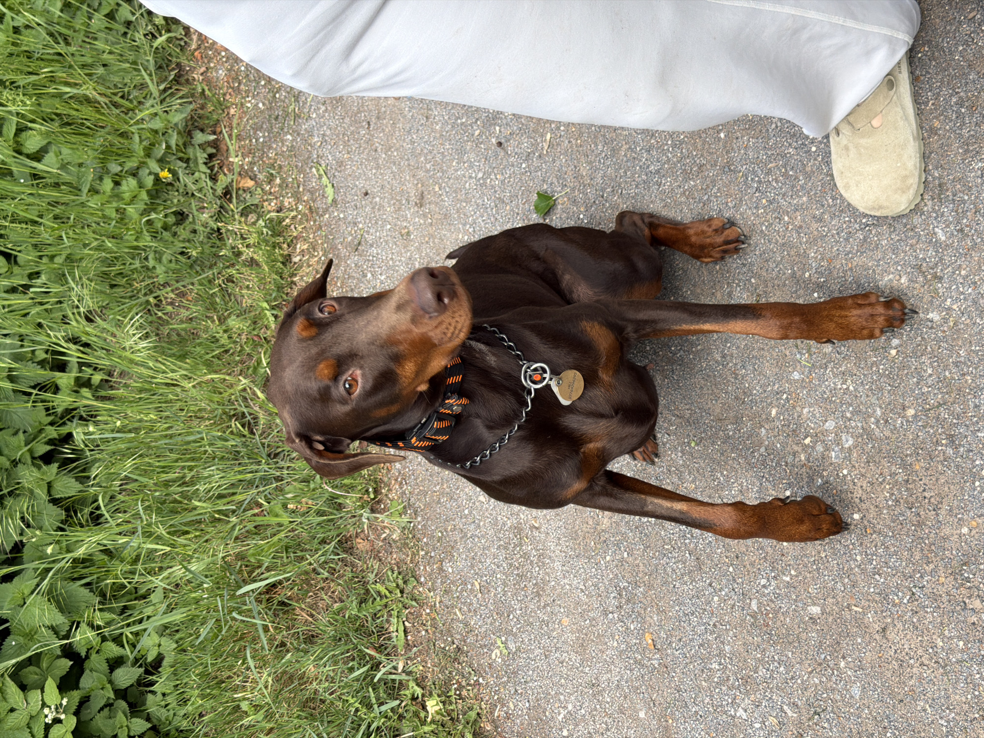 A brown Doberman dog lies on a gravel path, adjacent to grass and a person's leg wearing a white garment and a beige sandal. The dog has a black and orange collar and a silver dog tag. The location appears to be outdoors, near vegetation, and is likely in a residential area within the Folkestone and Hythe District, United Kingdom.