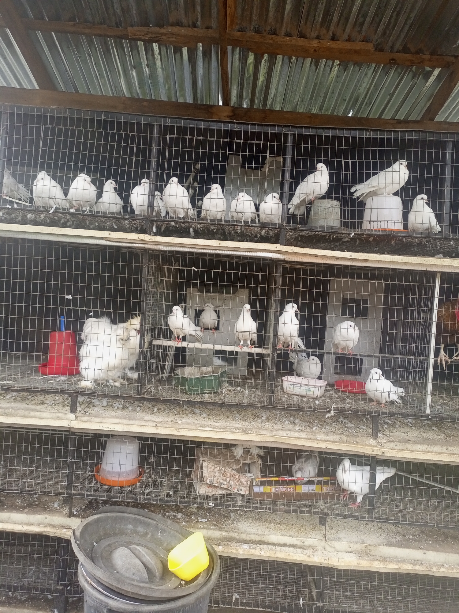The image shows a multi-tiered cage housing numerous white pigeons and at least one fluffy white chicken. The cages are made of metal mesh and are situated outdoors under a corrugated metal roof supported by wooden beams. Several pigeons are perched on ledges or sitting on the cage floor, while others are in flight or standing. Some cages contain feeders and water dispensers. In the foreground, a large black basin and a yellow plastic container are visible. The overall environment appears to be an aviary or bird sanctuary. This scene is located in Rayfield, Nigeria.