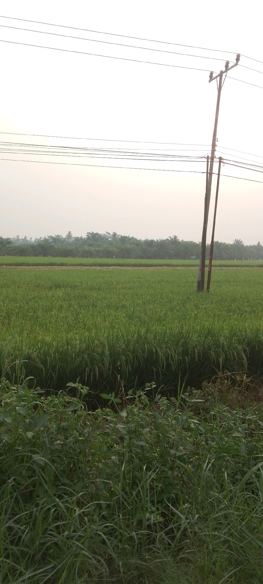 A vertical, medium shot captures a rural Indonesian landscape at Teluk Pulau Hulu. The scene is dominated by a lush green rice paddy stretching across the middle ground. In the background, a dense line of trees, including palm trees, forms a natural horizon. The sky is a pale, washed-out hue, suggesting either early morning or late afternoon light. Two wooden utility poles stand prominently in the right half of the frame, supporting a network of power lines that crisscross the upper portion of the image. The foreground features a tangle of wild grasses and smaller green plants. The overall impression is one of serene, undeveloped natural beauty.