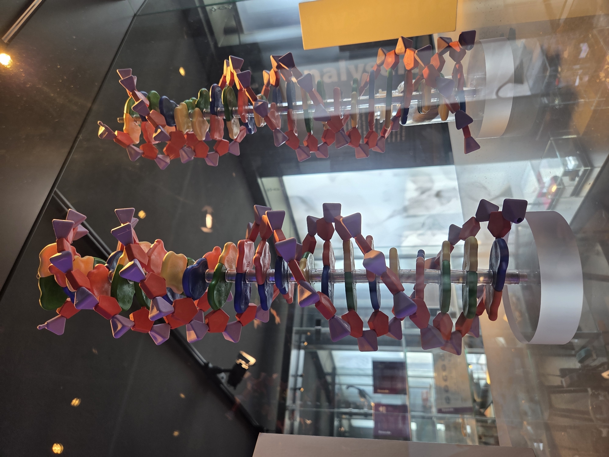 This image shows a close-up of two colorful DNA helix models displayed behind glass. The models are made of segmented, interlocking pieces of various colors including red, orange, yellow, green, blue, and purple, forming a double helix structure supported by a central clear rod. The models are placed on a reflective surface. In the background, out of focus, are exhibits within a museum or science center, including display cases with other objects, signage, and lighting fixtures. The overall environment appears to be an indoor exhibition space with controlled lighting. The location is the Malmö Museer, specifically within the Tropikariet section which focuses on natural history and living organisms.