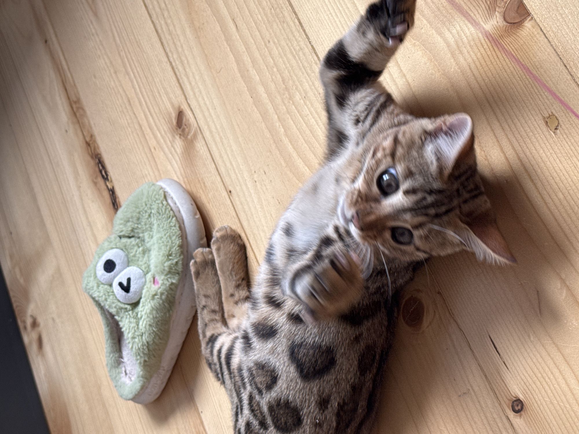 A brown tabby kitten with dark spots lies on its back on a wooden floor, its paws extended. To the upper left of the kitten is a green plush slipper with two white and black eyes and a small pink mouth, resembling a cartoon frog. The wooden floor has visible grain and knots. The background is dark, possibly a wall or furniture. The scene does not provide any information to determine its location in Rzhev, Russia.