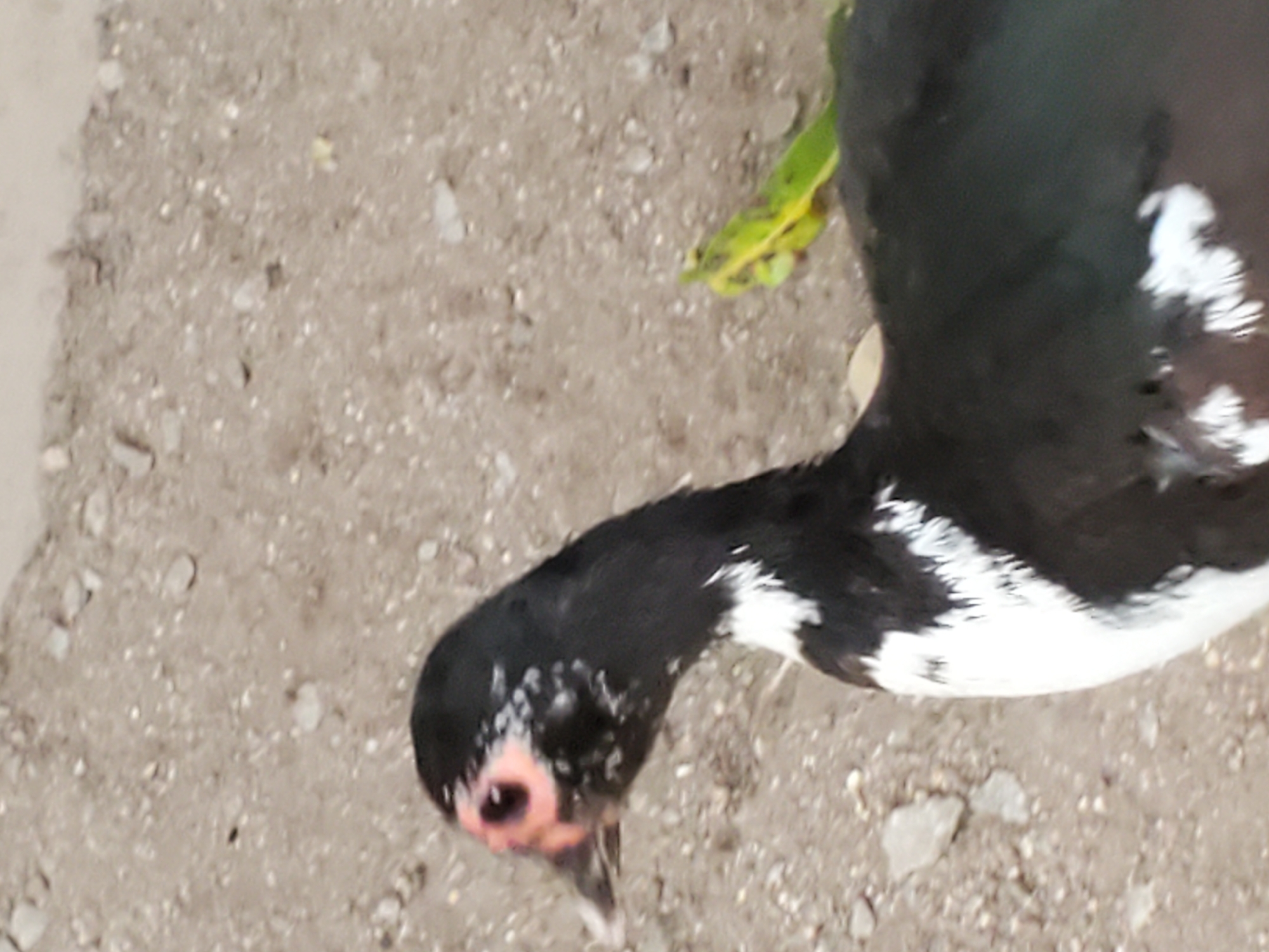 A slightly overhead, close-up shot captures a Muscovy duck on dusty, gravelly ground. The bird's plumage is predominantly black, highlighted by distinct white patches on its wings and lower body. Its head is dark, speckled with white, and features a prominent pinkish-red area around its dark eye and on its face. The duck's head is extended forward and angled downwards, suggesting it is foraging or observing the ground. The ground itself is a mix of light brown and grey dirt, interspersed with numerous small stones and pebbles, indicating an outdoor, unpaved setting. A small amount of green and yellow foliage, likely a fallen leaf, is visible on the ground in the upper right. The lighting is bright and natural, consistent with daytime. No human figures or visible text are present. The scene depicts a common domestic bird in an outdoor environment, aligning with the context of Mararaba, Nigeria.