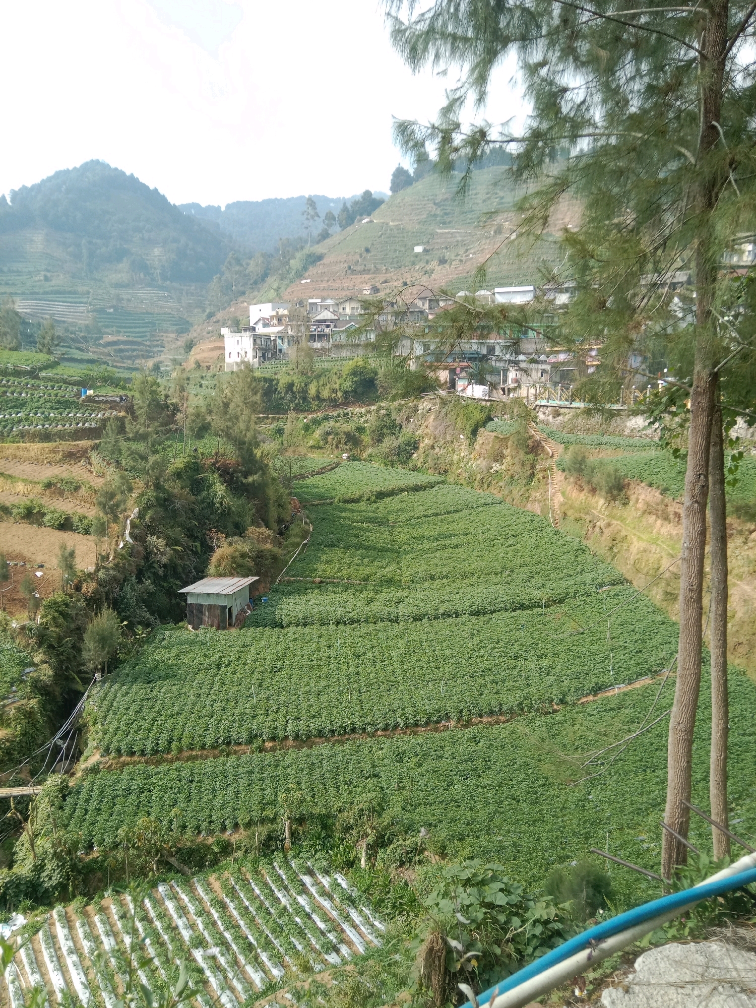 This image depicts a rural landscape with agricultural terraces in Jojogan, Indonesia. The scene is dominated by lush green fields, likely planted with crops, occupying the majority of the frame. These fields are arranged in a series of stepped terraces on a hillside, indicating a common agricultural practice in mountainous or hilly regions. A small, simple shed with a corrugated metal roof is situated on one of the terraces, possibly used for storage or as a shelter for farmers. In the background, a village or settlement is visible, with several buildings clustered on the slopes. The architecture suggests a traditional or modest style of construction. Trees, including tall coniferous trees in the foreground, are scattered throughout the landscape, adding to the natural beauty of the environment. The sky is overcast, suggesting a hazy or cloudy day. The overall impression is one of a working agricultural community nestled within a scenic, hilly terrain. There are no people or animals visible in the frame.