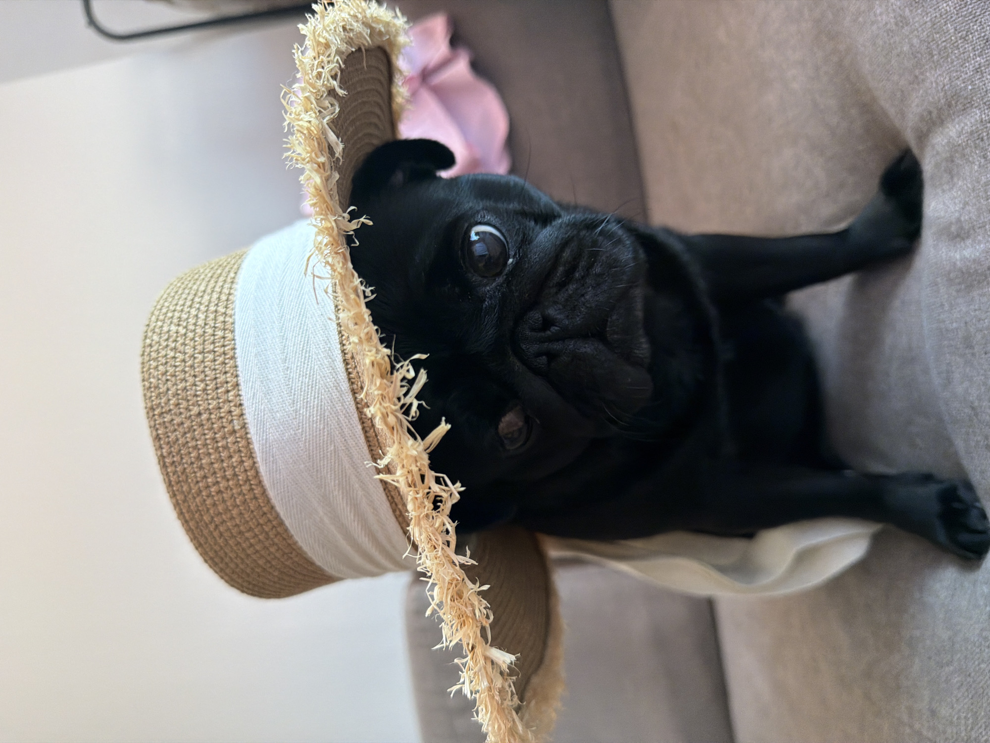 A black pug wearing a straw hat sits on a couch, looking at the camera. The hat is wide-brimmed with a frayed edge and a white ribbon. The pug has large, dark eyes and a wrinkled face. A light-colored fabric is draped over its back. The couch is a neutral color, and the background is blurred. There is no indication of location in the city of Sirius, Russia.