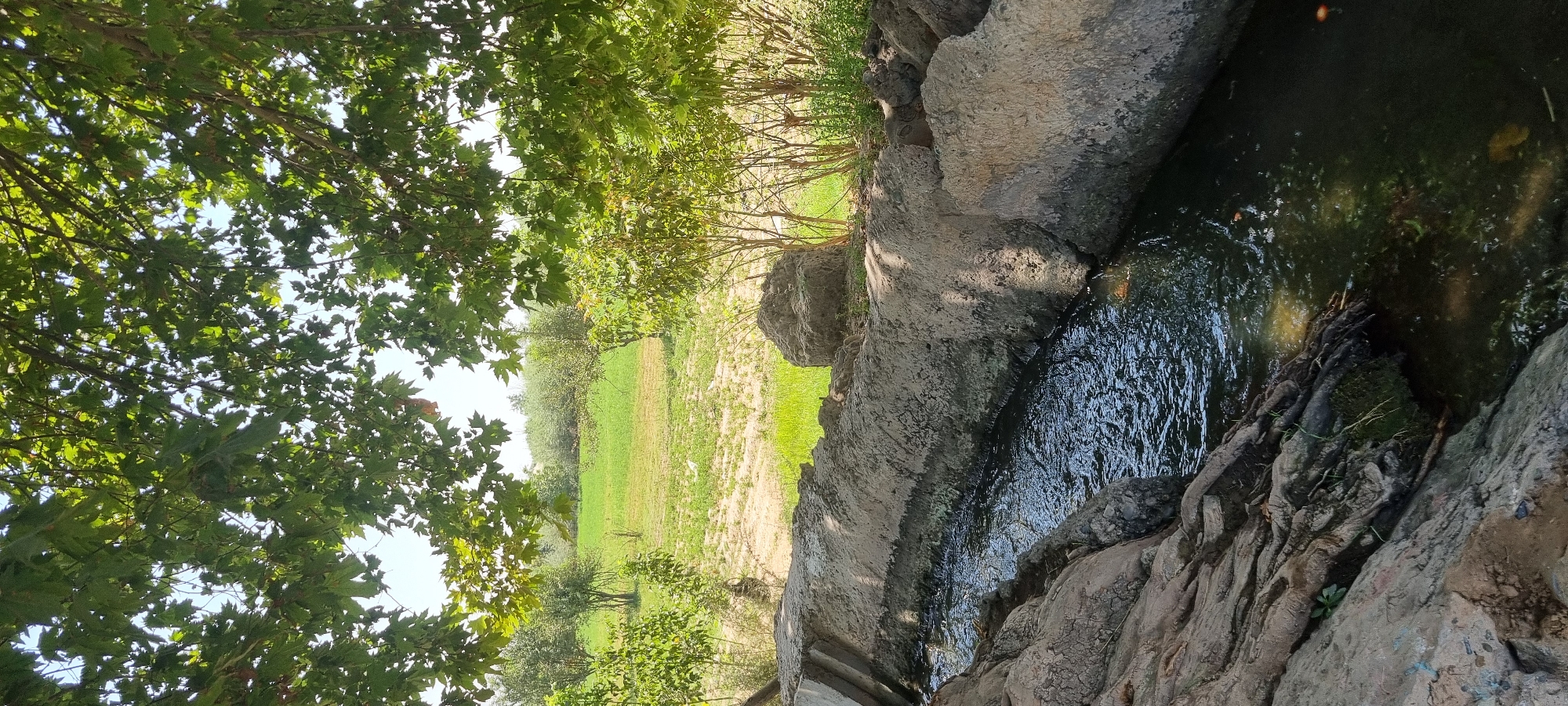The image depicts a natural scene with a small canal of flowing water in the foreground. The canal is bordered by rough, textured stones and concrete structures, with visible tree roots clinging to the rocks on the left side. The water is dark and appears to have some debris floating on its surface. Behind the canal, there is a lush green field, possibly a meadow or cultivated land, dotted with sandy patches and a few small bushes and trees. In the distance, more trees and foliage are visible, creating a backdrop of natural greenery. The scene is framed by the branches and leaves of a large tree with broad, green leaves, casting shadows on the lower part of the image. The sky is visible through the canopy, suggesting a bright, sunny day. There are no people or animals explicitly visible in the image. The location is identified as the city of Ҷомӣ, Tajikistan.