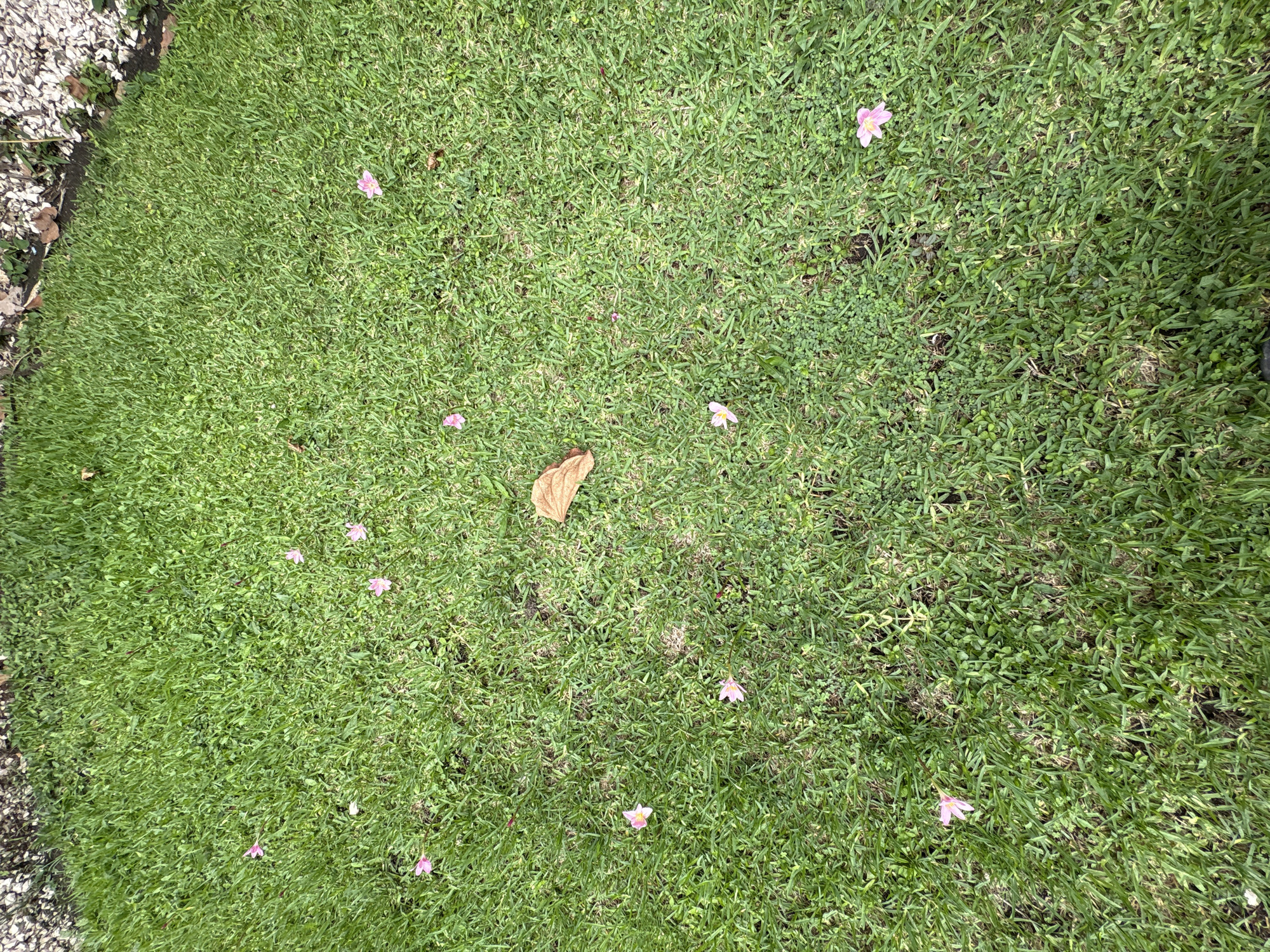 This image presents a top-down, forensic view of a green grassy area in Cuernavaca, Mexico. The dominant feature is a lawn of short, neatly trimmed green grass, showing a mix of turf species with some broader-leafed vegetation interspersed. Scattered across the grass are approximately fourteen small, delicate pink flowers, likely fallen petals or individual blooms. A single, distinct, light brown, dried leaf is positioned near the center-right of the frame. In the upper right quadrant, the grass meets an edge consisting of light-colored, small angular stones or gravel, mixed with darker soil and fragments of organic debris. The scene is illuminated by natural daylight. No individuals, animals, or significant actions are depicted.