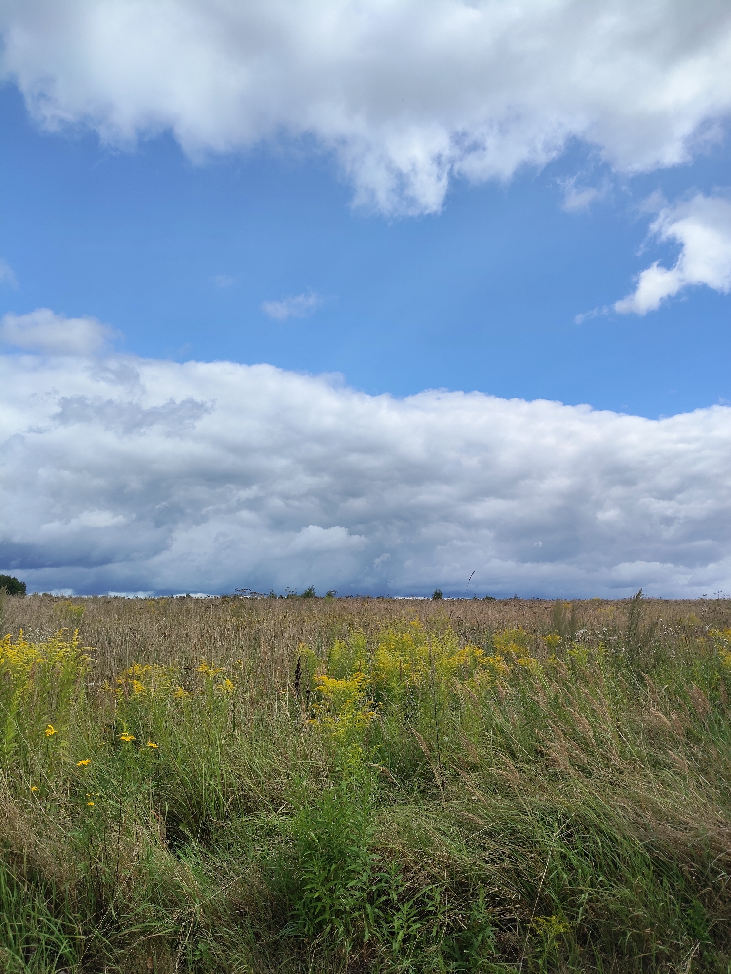 The image depicts a wide, open field under a partly cloudy sky. The foreground is dominated by tall, dry grass and scattered yellow wildflowers, with some green foliage interspersed. In the middle ground, the field continues with more dry grasses and a line of distant trees or structures on the horizon. The sky above is a vibrant blue, with large, puffy white and gray clouds. There are no people or specific actions captured in the image. The environment appears to be rural or natural, possibly a meadow or grassland. The location in Bogdanovka, Russia, is not visually discernible from the image itself.