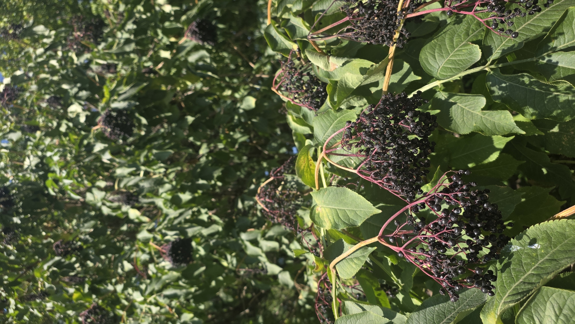 In Tokmok City, Kyrgyzstan, an elderberry bush laden with dark, ripe berries is captured in a close-up shot. The foreground prominently features several clusters of these berries, their deep purple-black hue contrasting with the vibrant green leaves of the bush. Some berries are plump and round, while others appear slightly shriveled. Thin, reddish stems branch out to hold the berry clusters. The background is a blur of more green foliage, suggesting a dense growth of the plant. The scene is lit by natural sunlight, casting shadows on the leaves and highlighting the textures of the berries. No people or animals are present in the image.