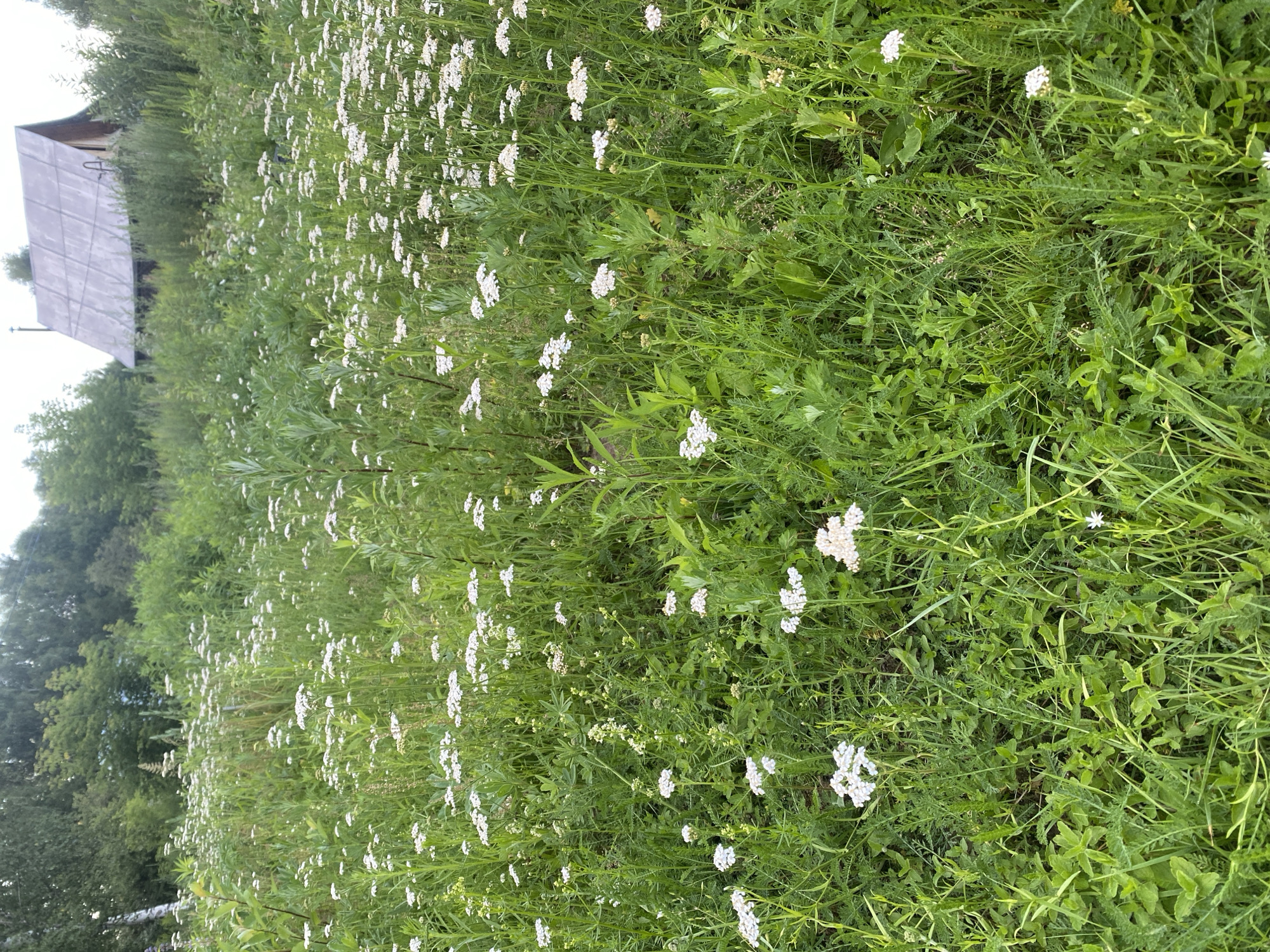 This image depicts a lush, overgrown meadow filled with abundant white wildflowers, primarily yarrow, and other green vegetation. In the background, a rustic, weathered wooden building with a corrugated metal roof is visible, partially obscured by tall grass and trees. The scene appears to be situated in a rural area, consistent with the location of Lindo-Pustyn' (Kantaurovskii S/S), Russia, characterized by its natural landscape and secluded structures. The overall impression is one of a peaceful, natural setting.